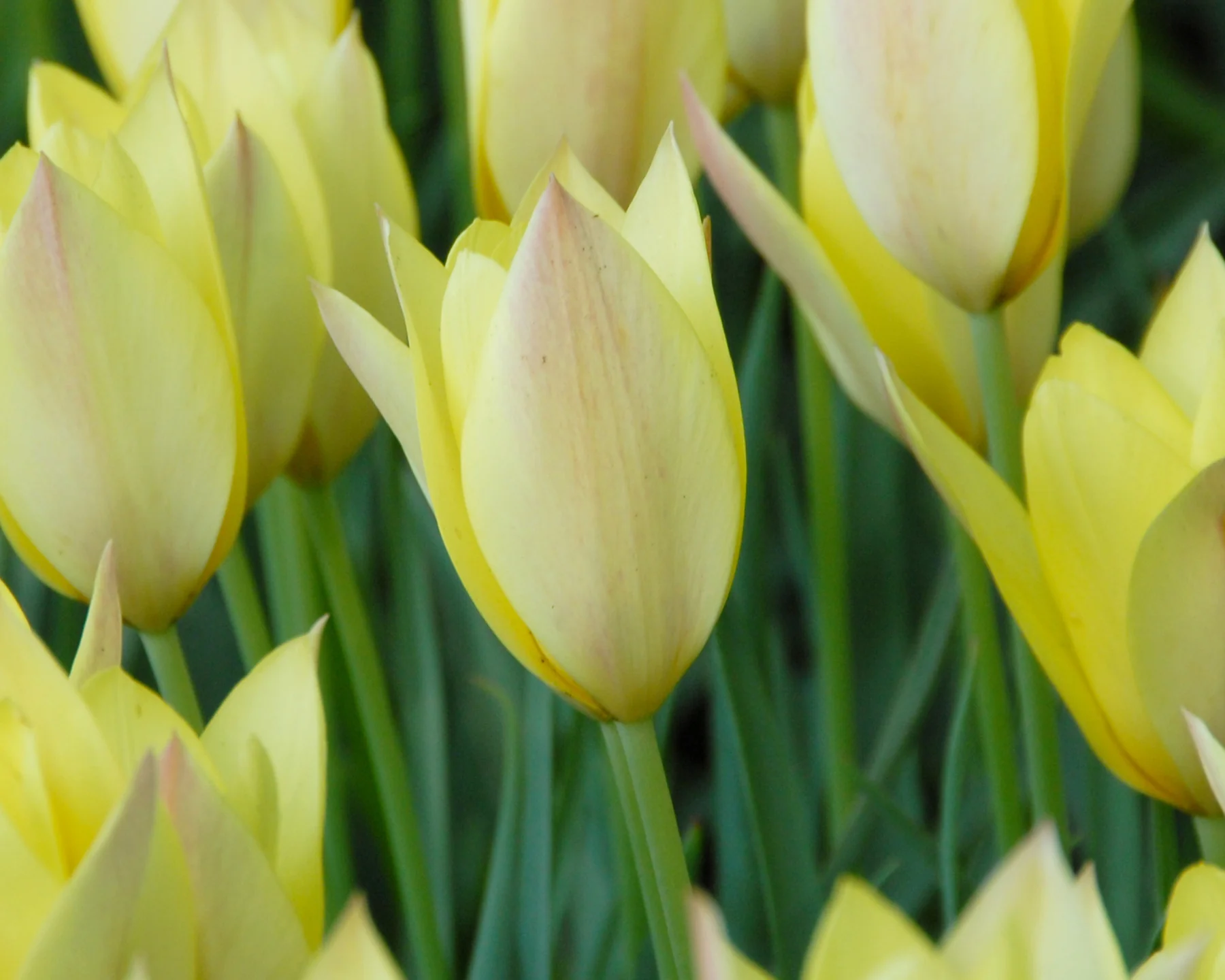 Tulip 'Honky Tonk' - Image 14