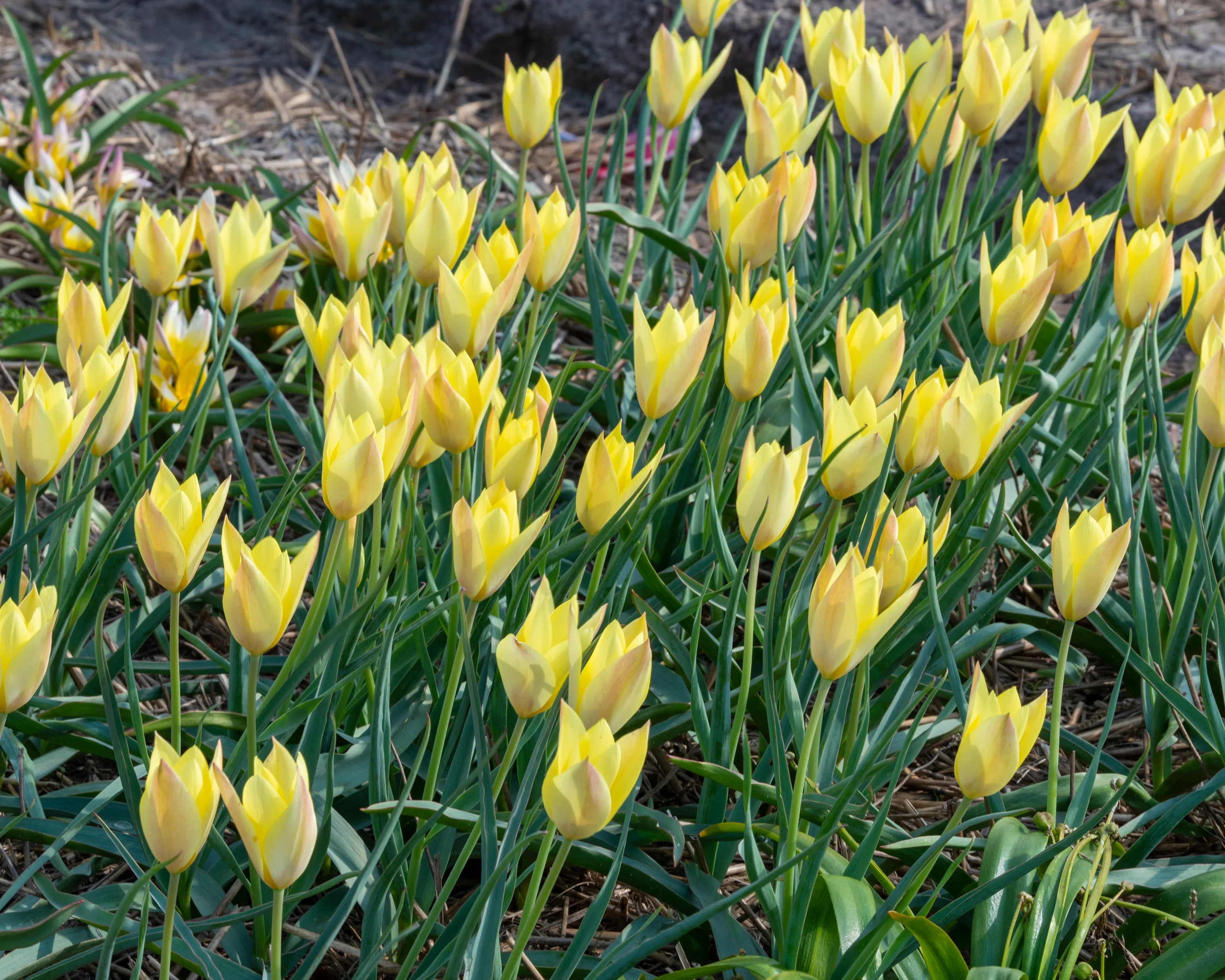 Tulip 'Honky Tonk' - Image 3