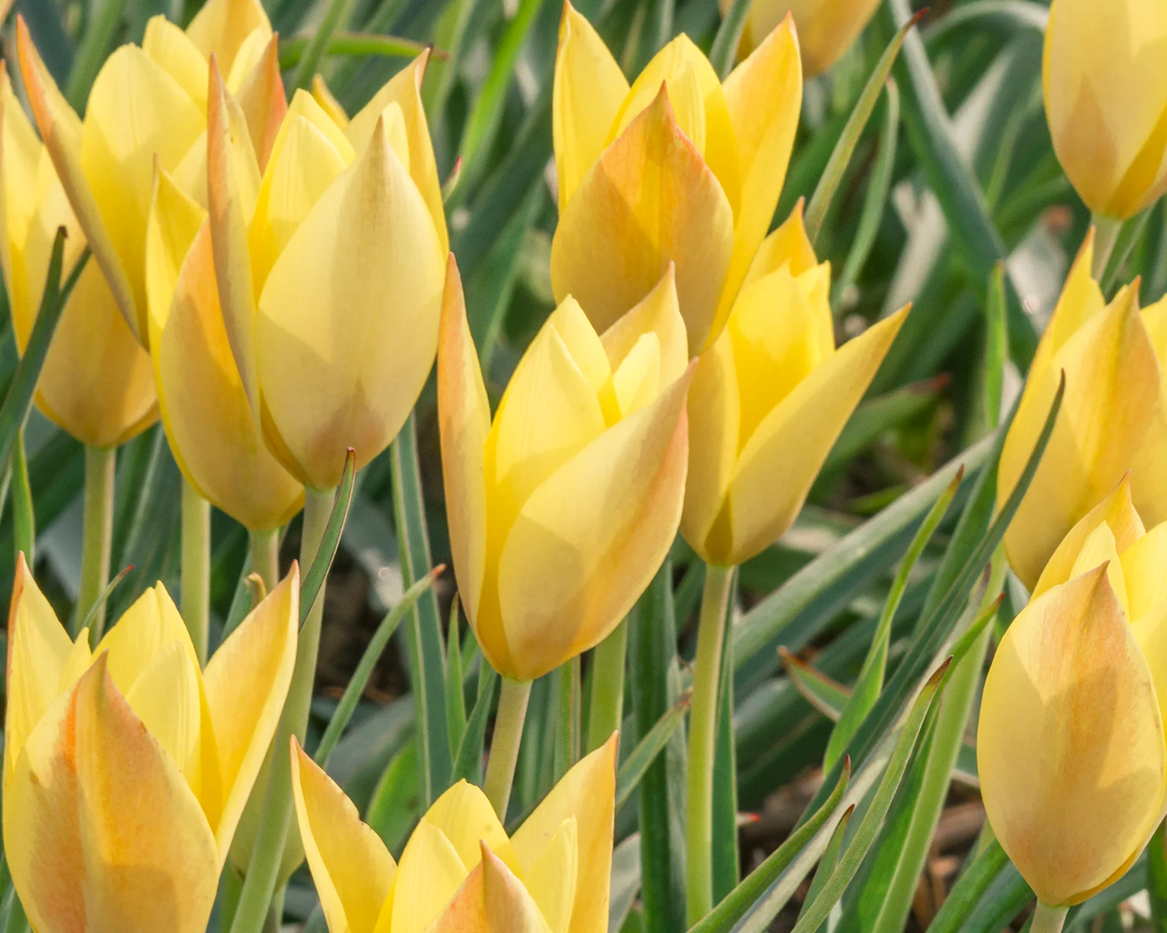 Tulip 'Honky Tonk' - Image 5