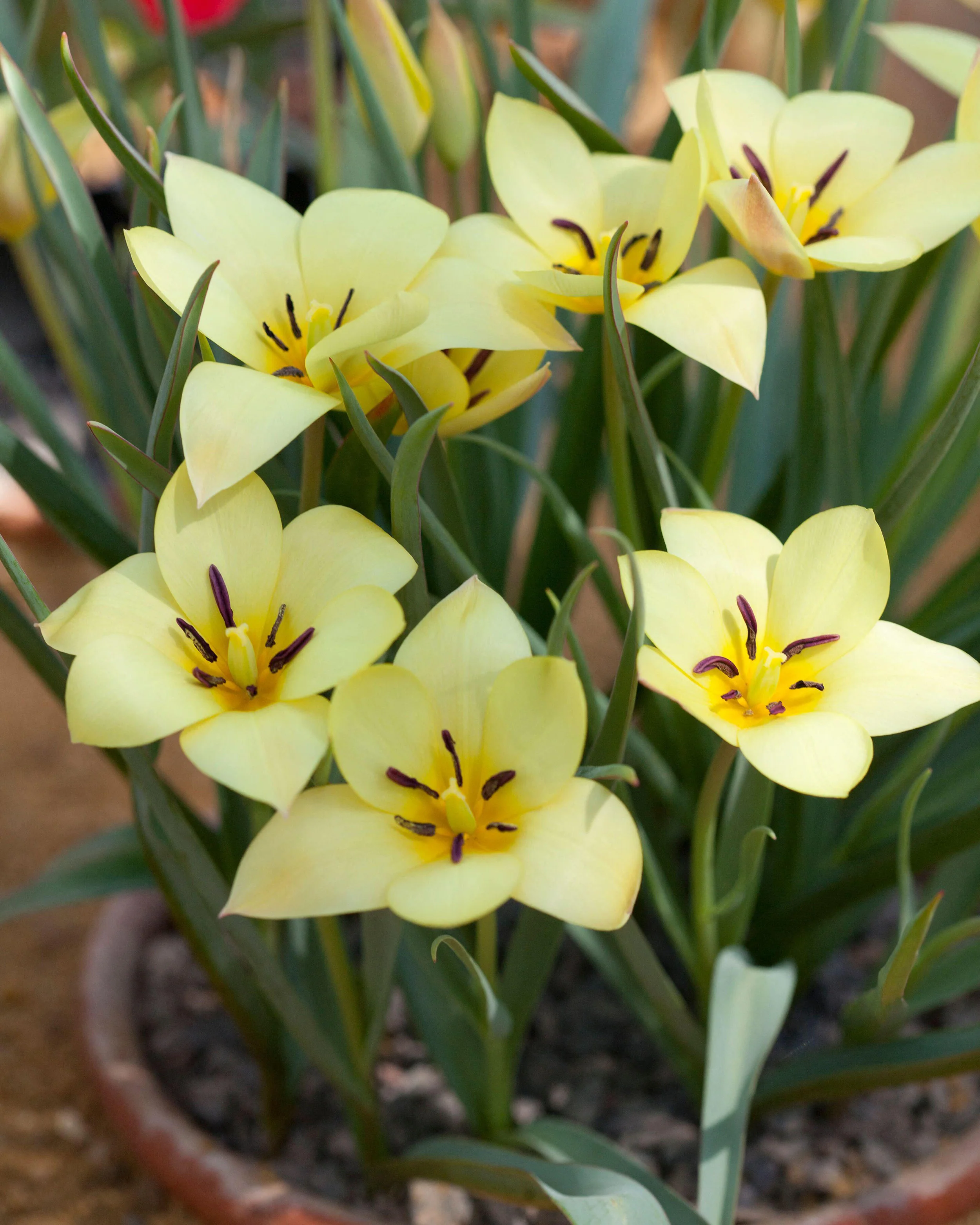 Tulip 'Honky Tonk' - Image 6