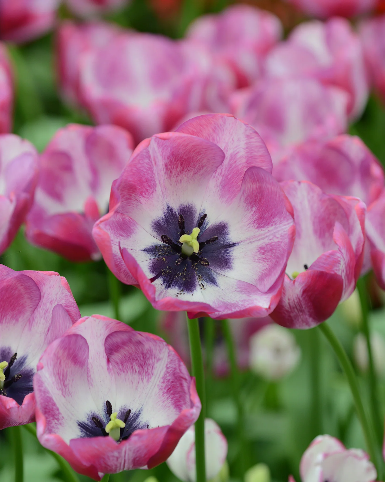 Tulip 'Hotpants' - Image 3