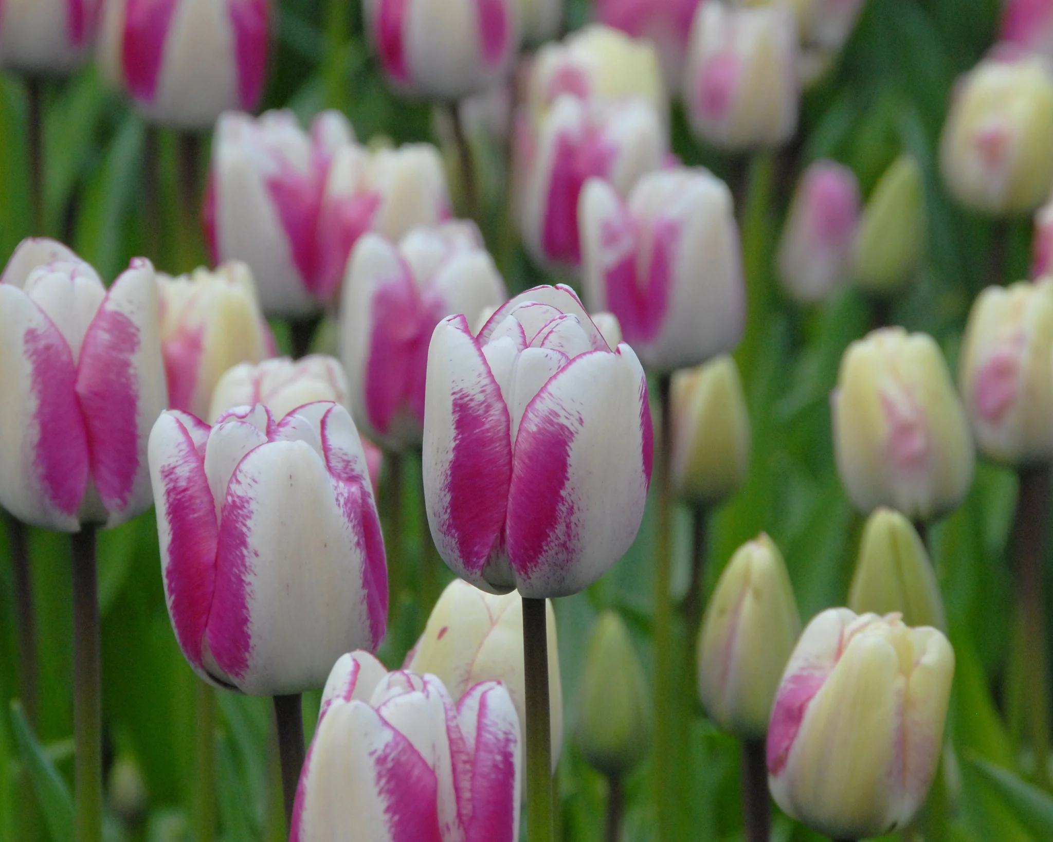 Tulip 'Hotpants' - Image 4