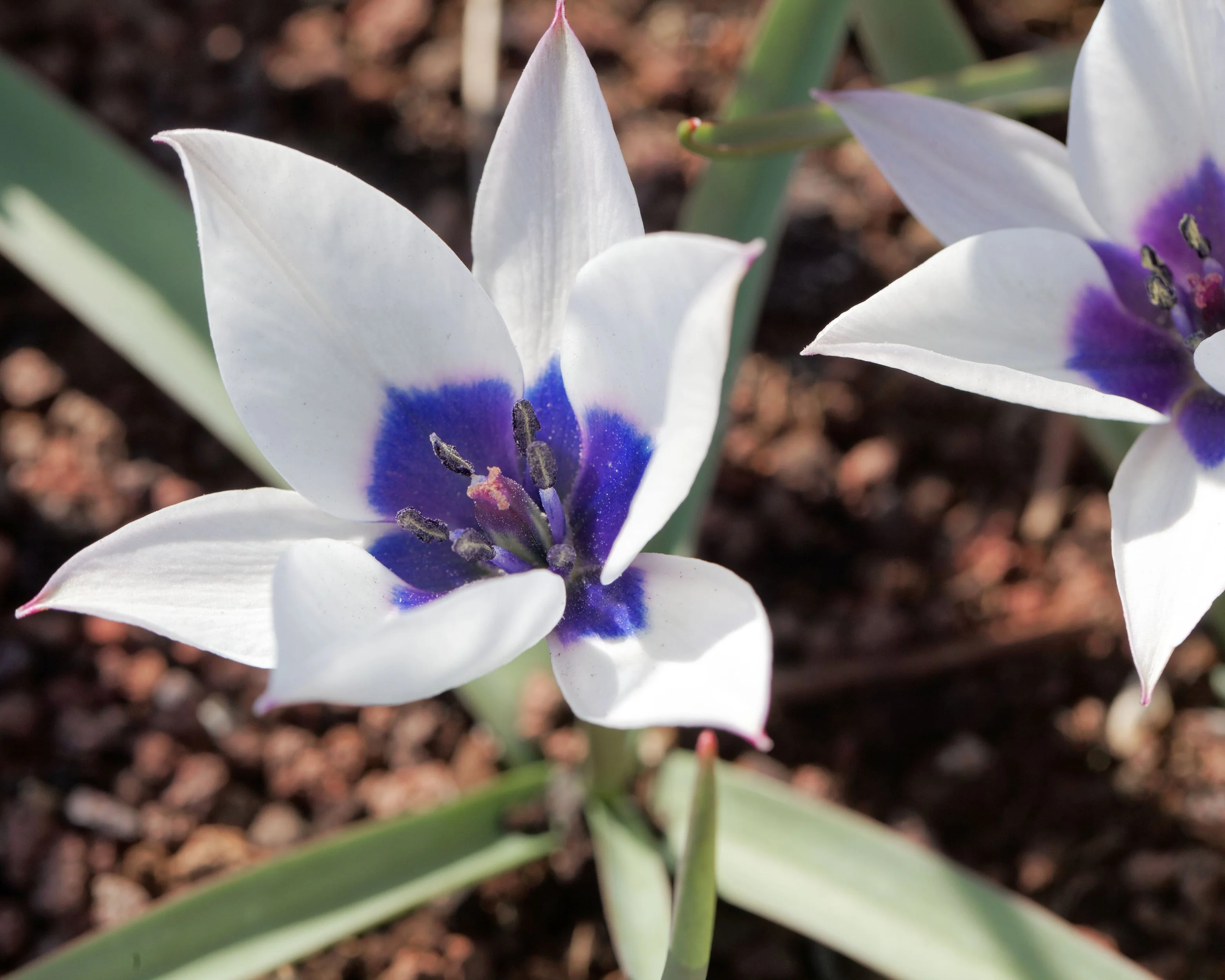 Tulip 'Coerulea Oculata Alba' - Image 2