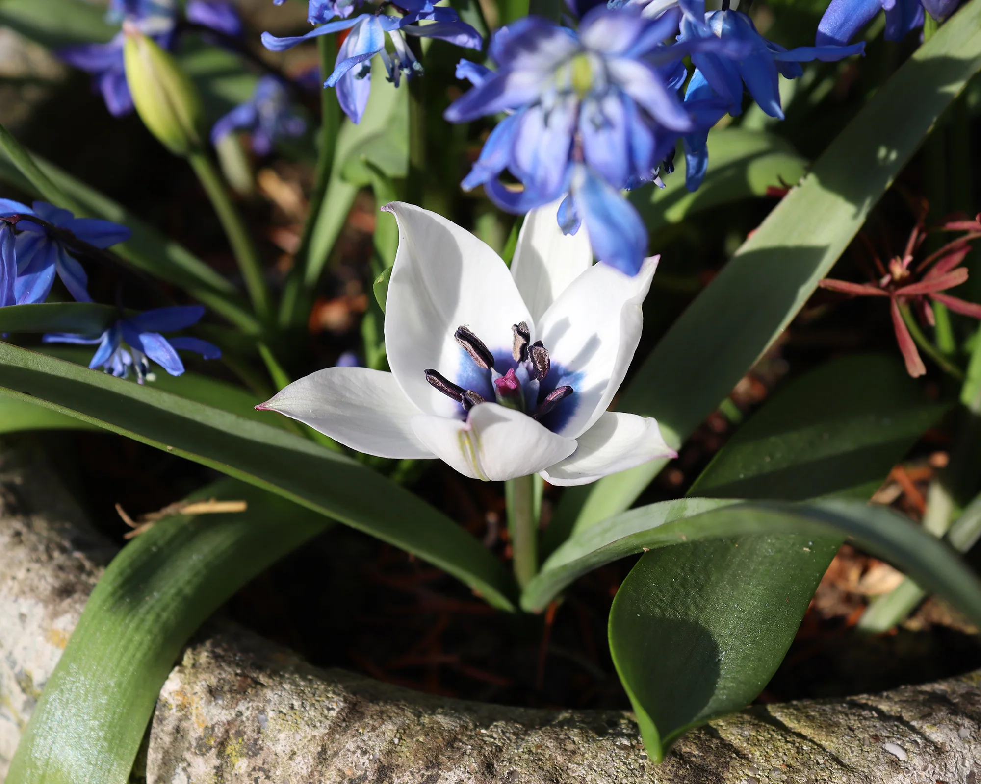 Tulip 'Coerulea Oculata Alba' - Image 4