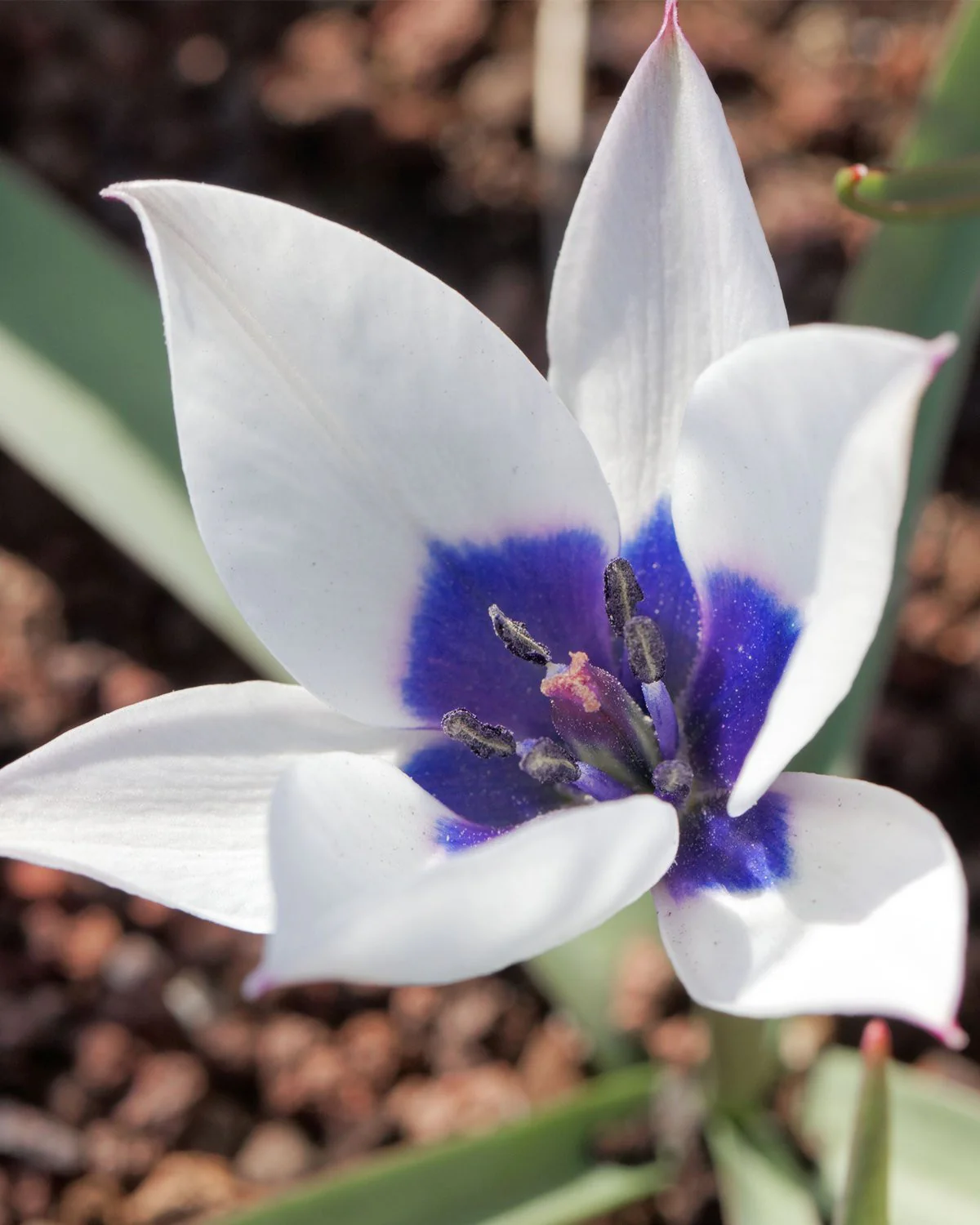 Tulip 'Coerulea Oculata Alba' - Image 6