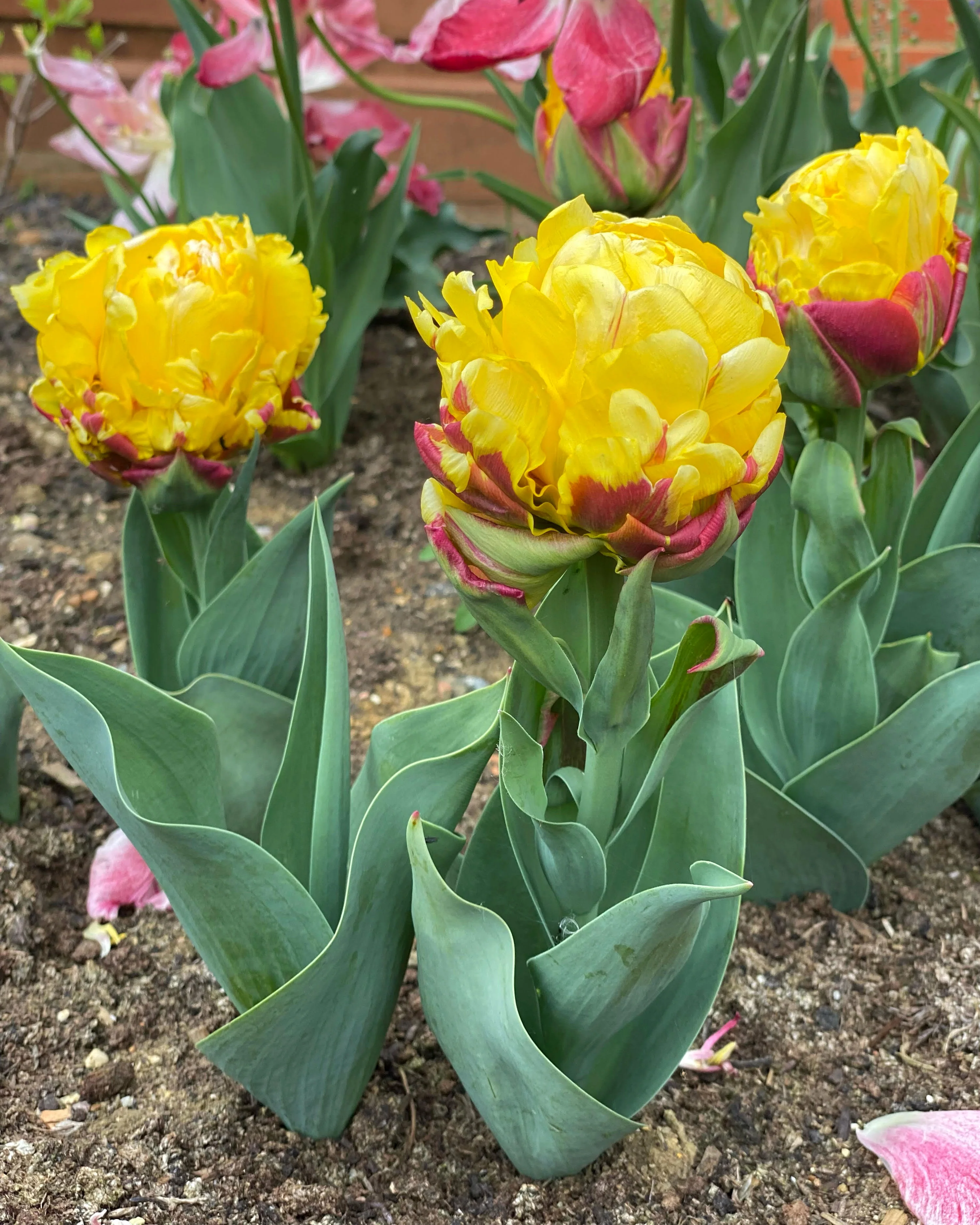 Tulip 'Ice Cream Banana' - Image 5