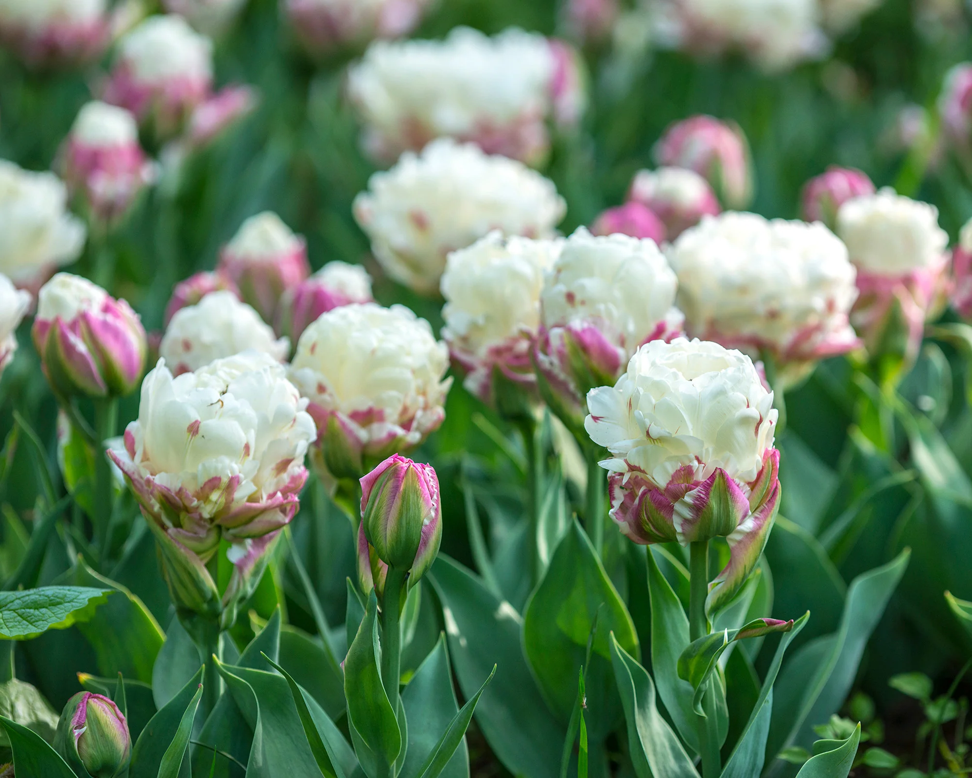 Tulip 'Ice Cream' - Image 5