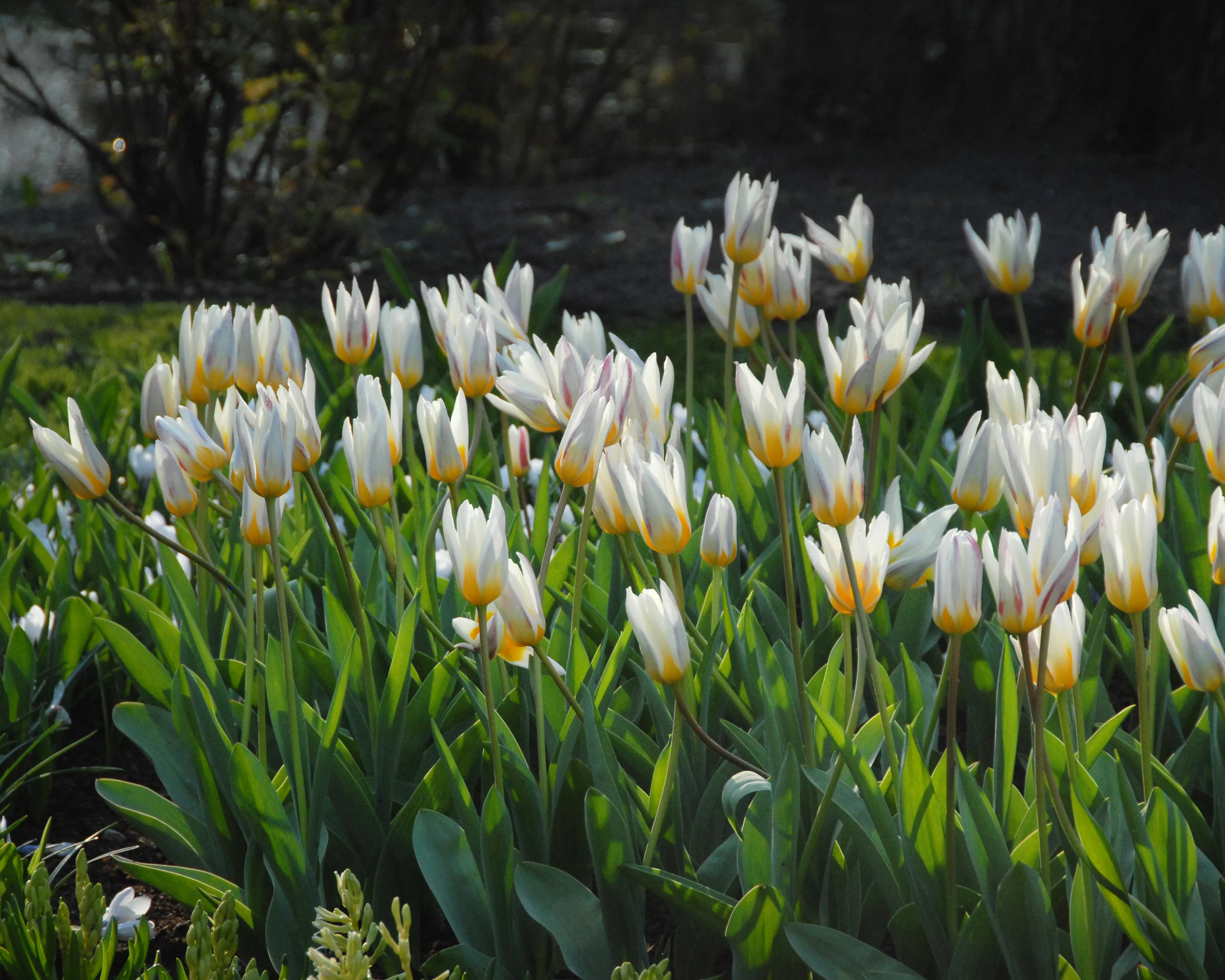 Tulip 'Ice Stick' - Image 12