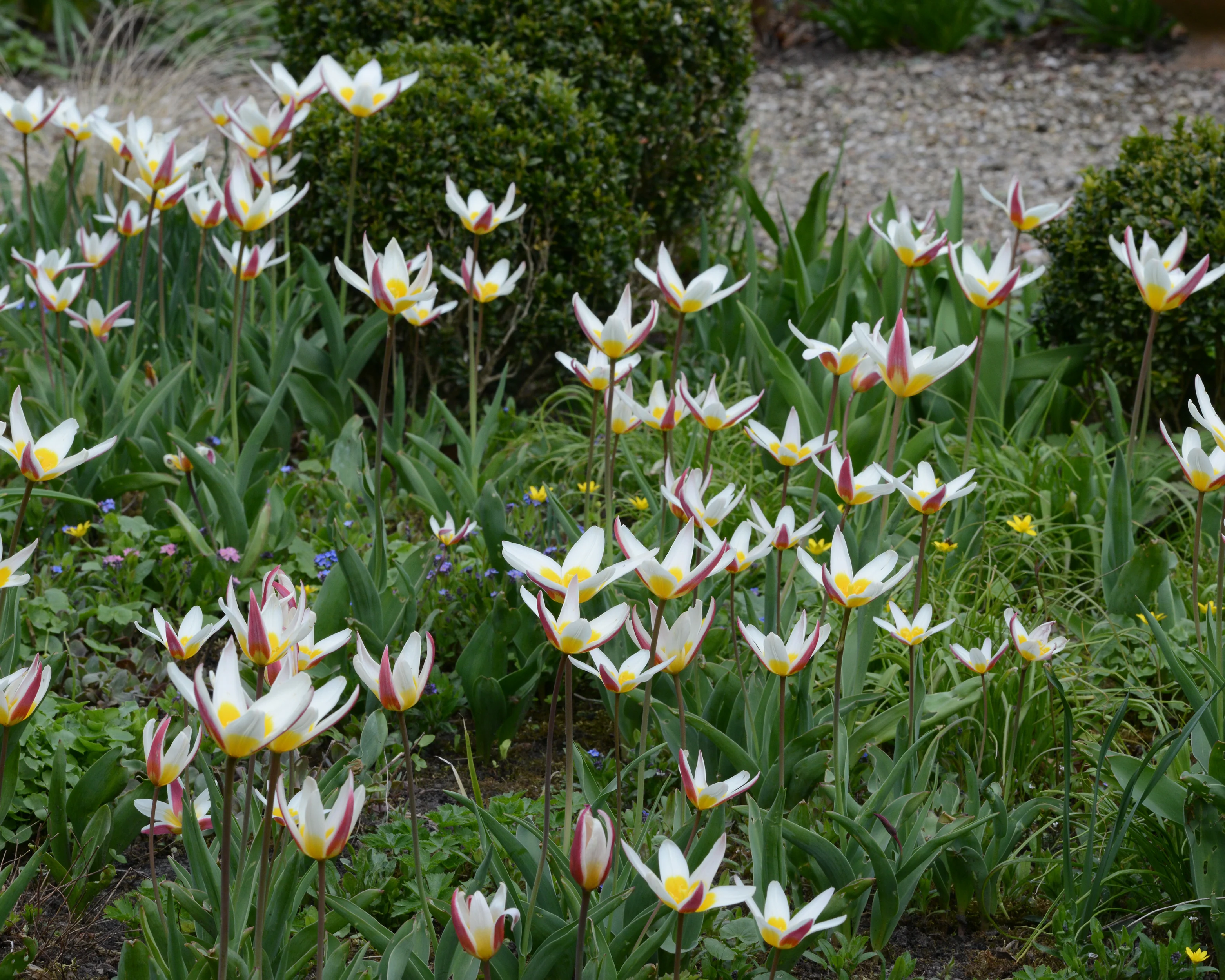 Tulip 'Ice Stick' - Image 15