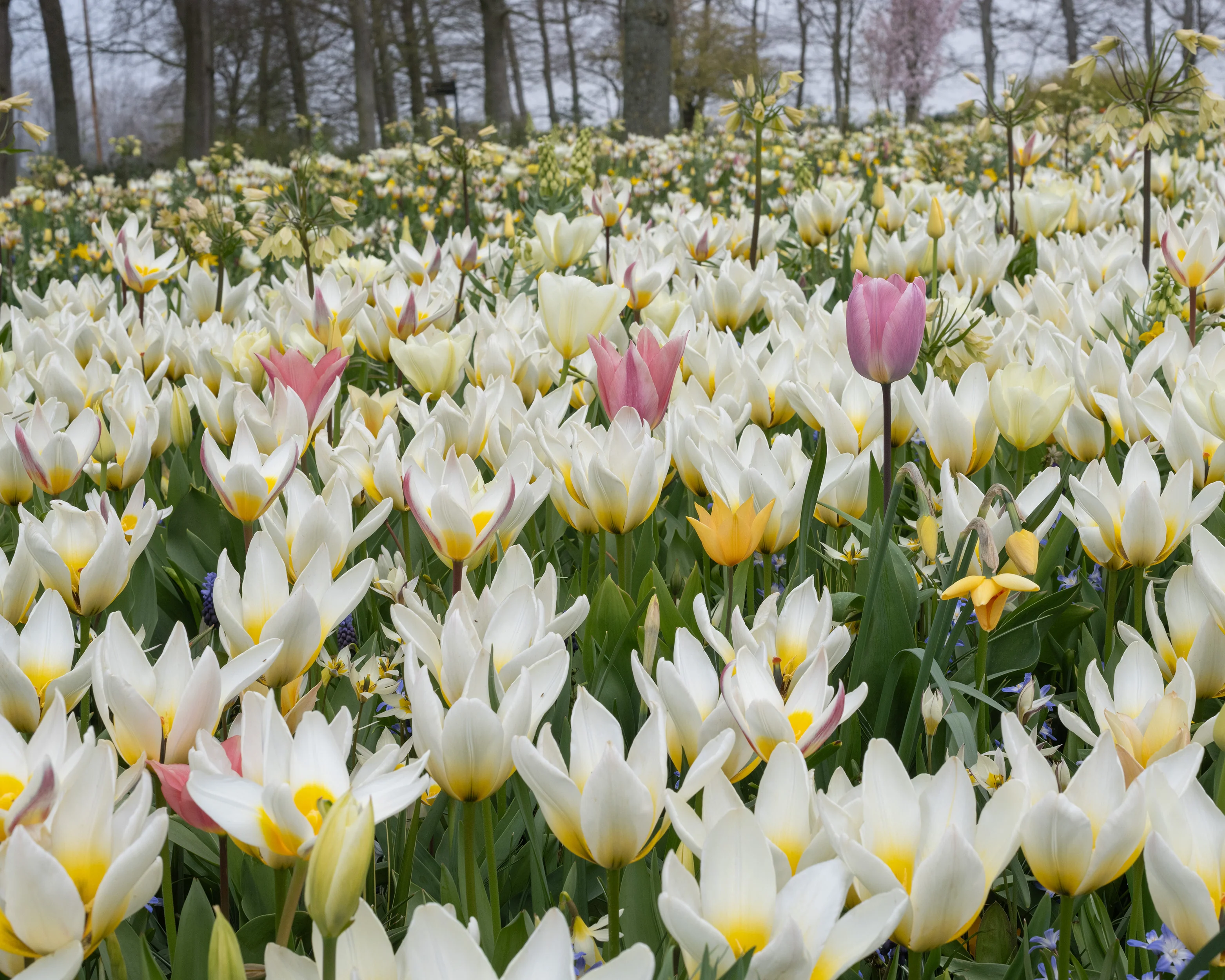 Tulip 'Ice Stick' - Image 17