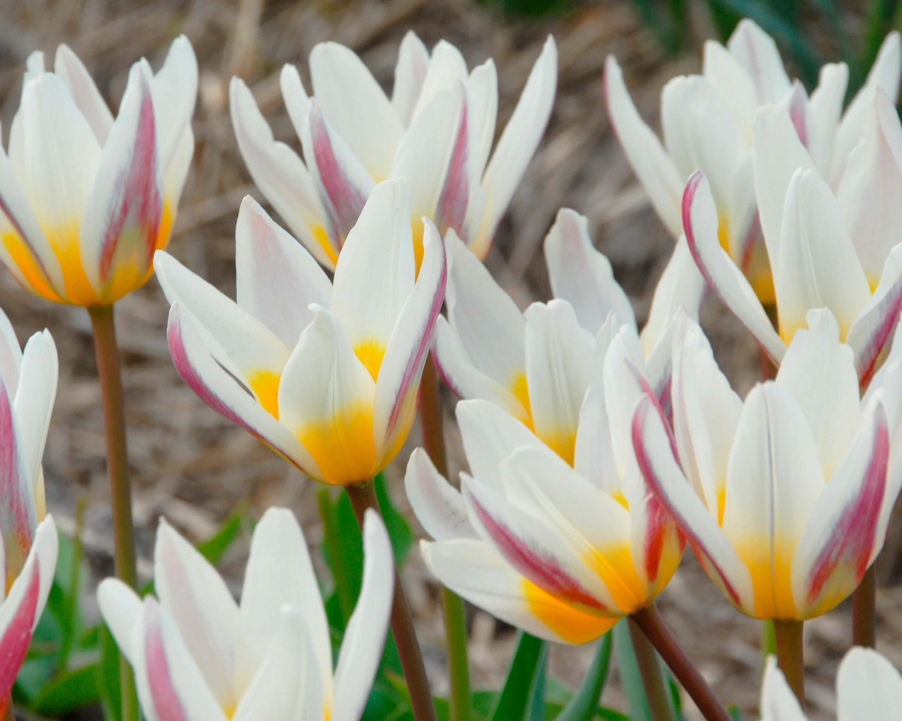 Tulip 'Ice Stick' - Image 2