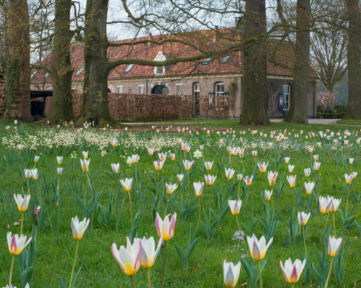 Tulip 'Ice Stick' - Image 3