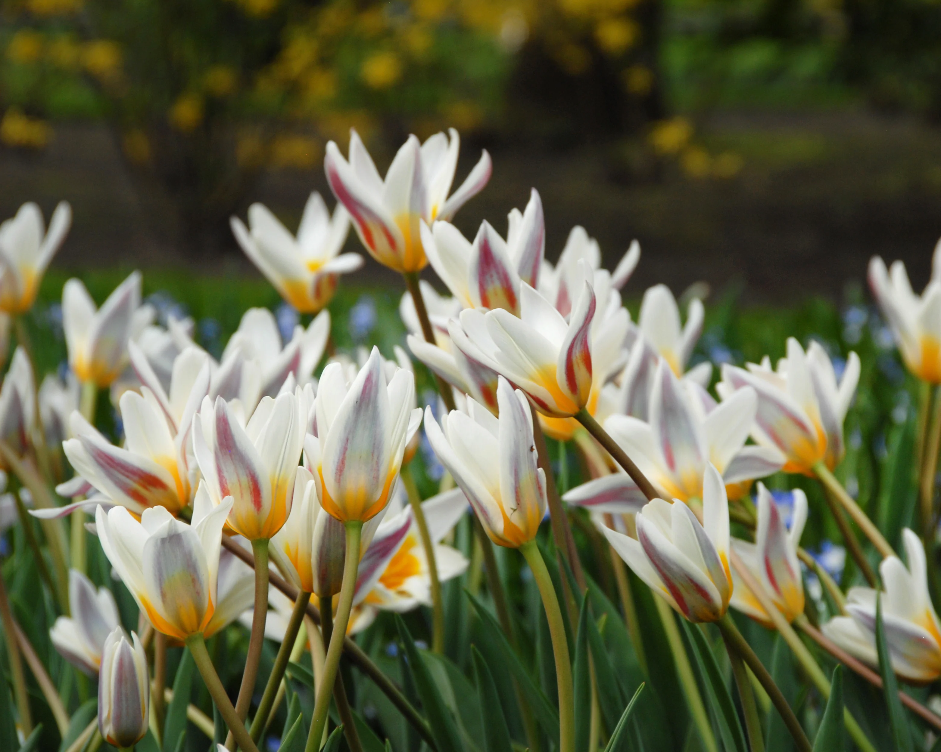 Tulip 'Ice Stick' - Image 5