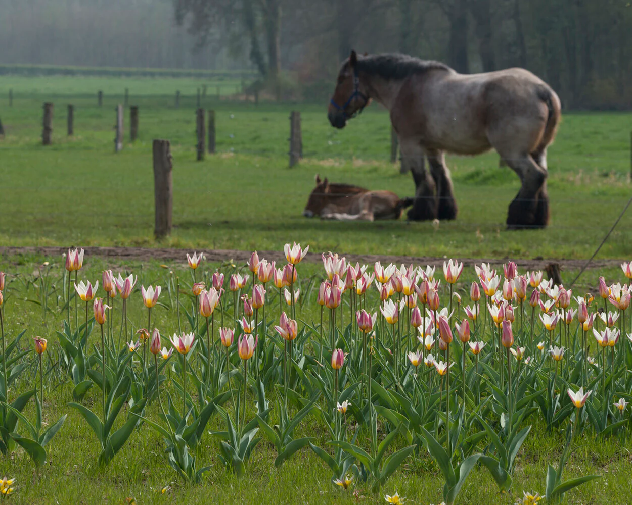 Tulip 'Ice Stick' - Image 6