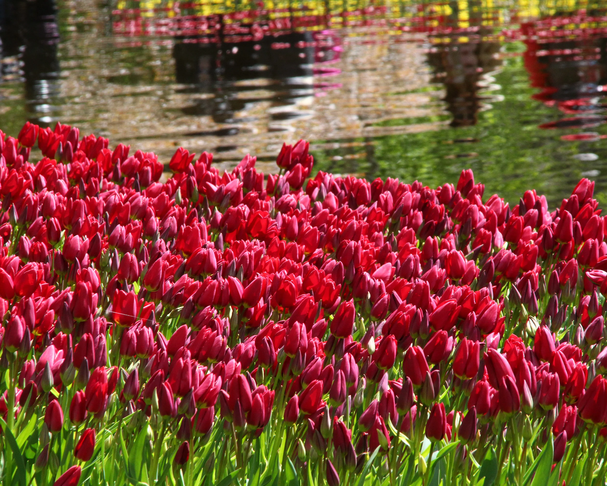 Tulip 'Inferno' - Image 3