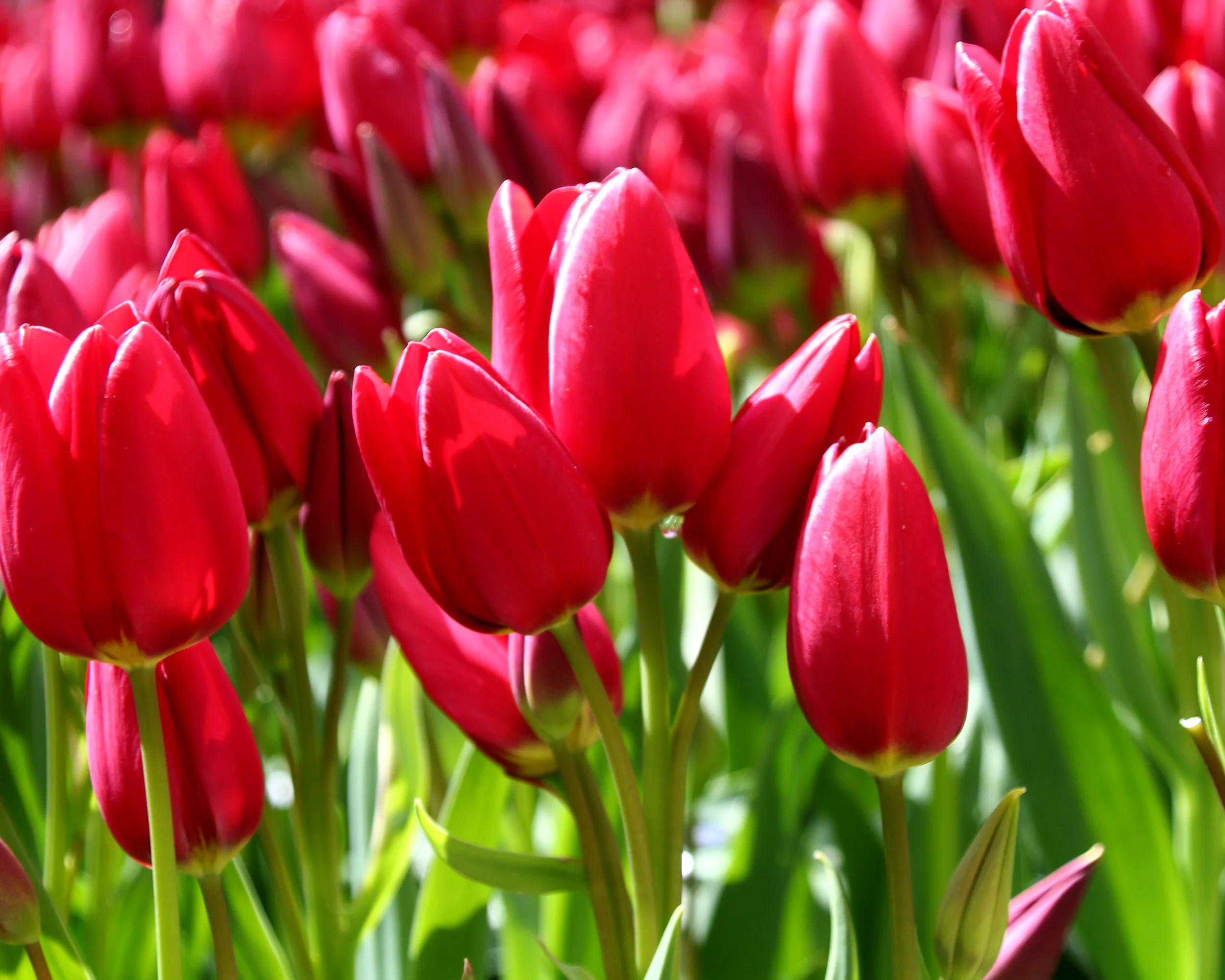 Tulip 'Inferno' - Image 4
