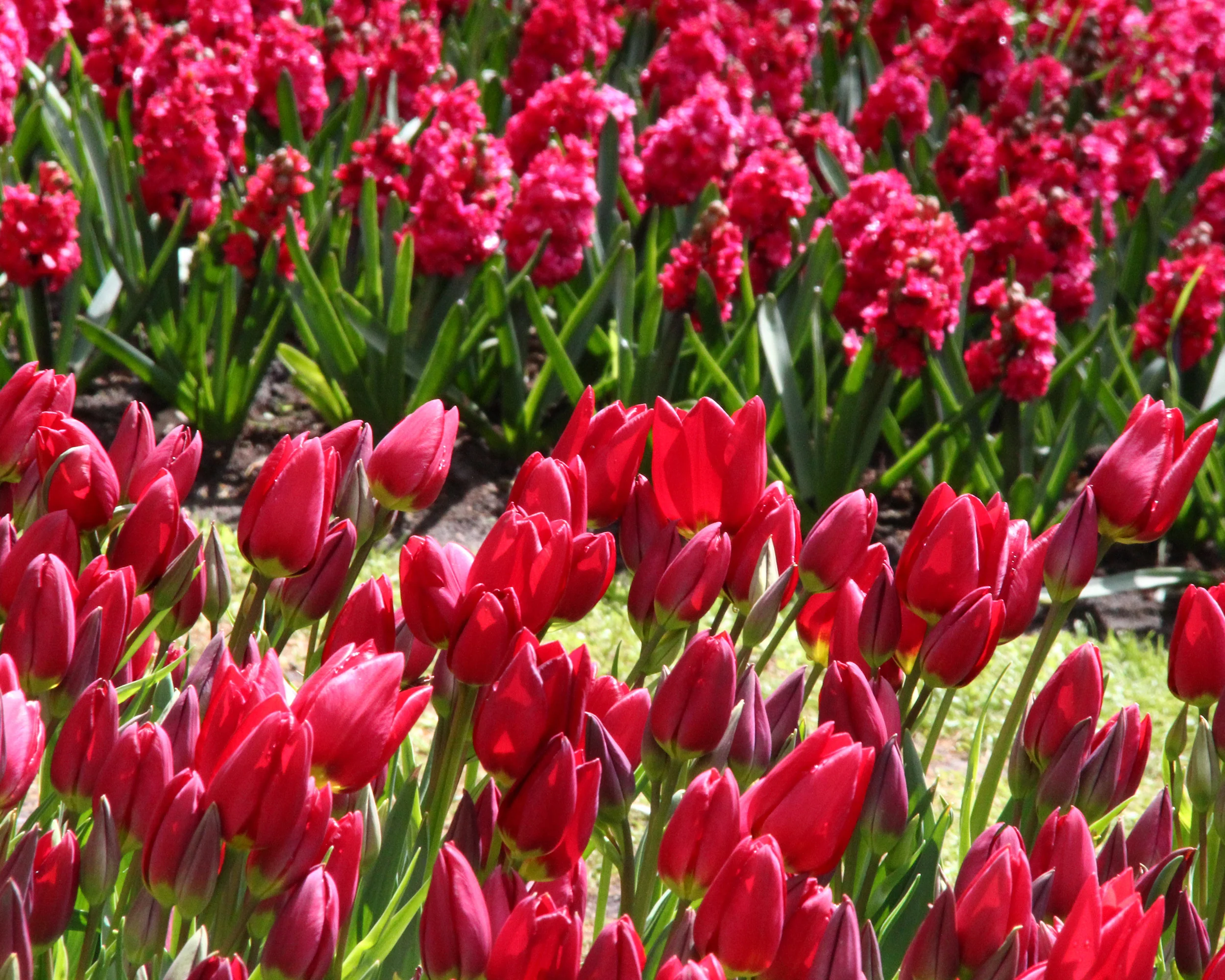 Tulip 'Inferno' - Image 5