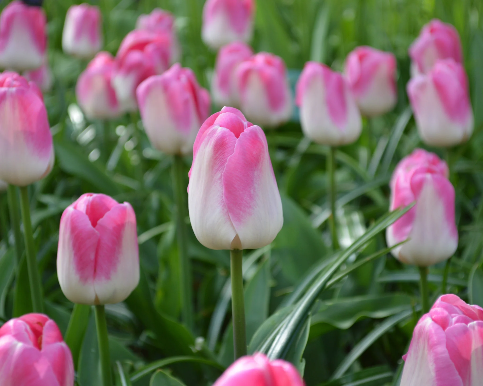 Tulip 'Innuendo' - Image 5
