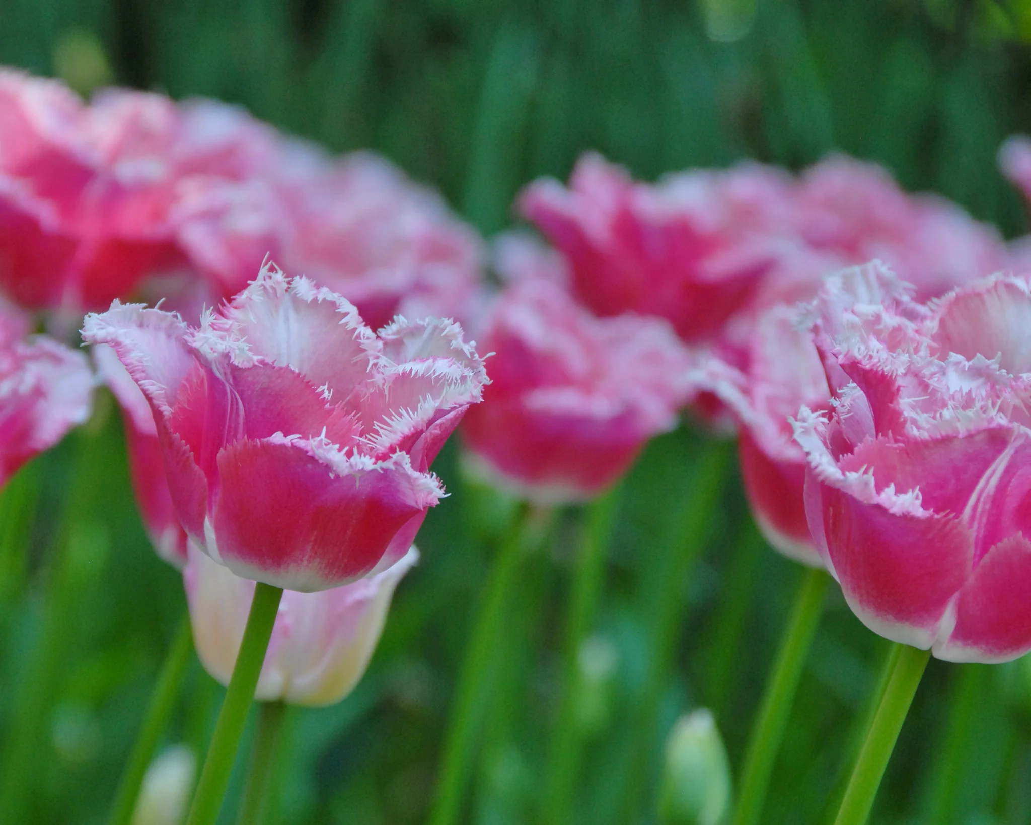 Tulip 'Izumi' - Image 2