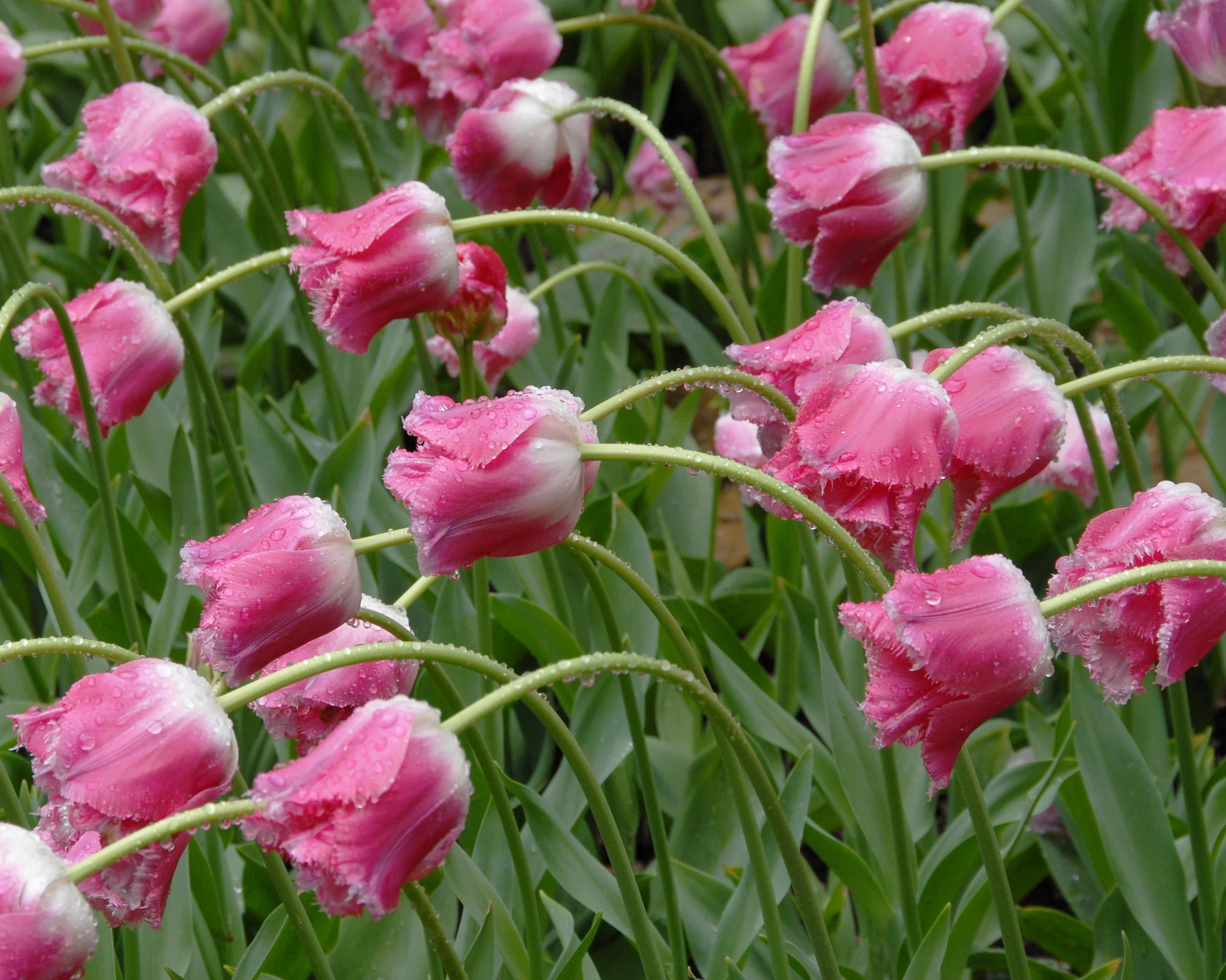 Tulip 'Izumi' - Image 3