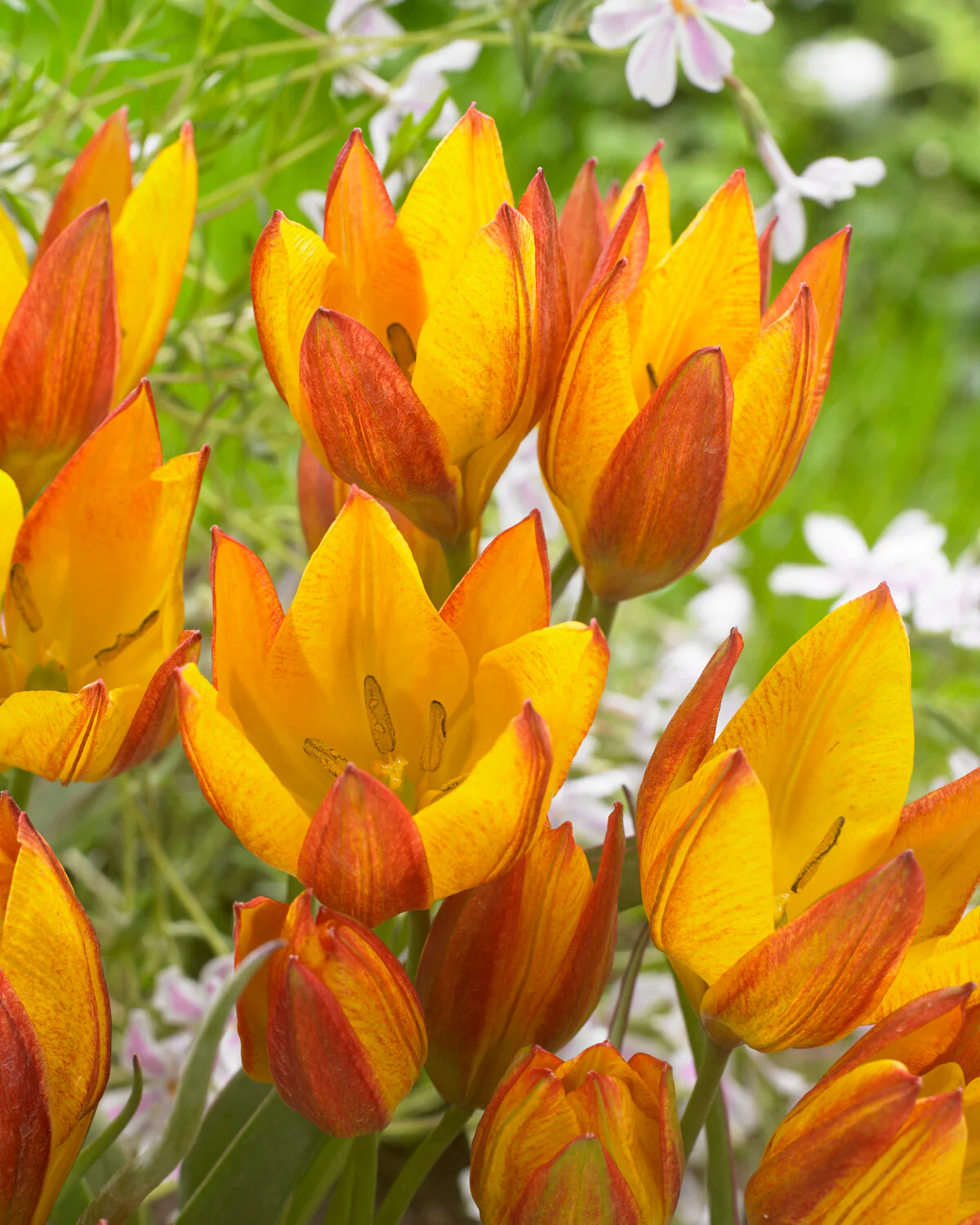 Tulip 'Jara'