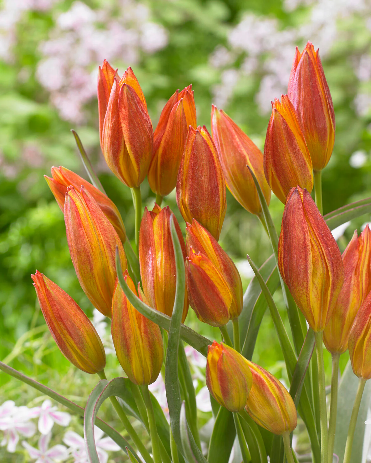 Tulip 'Jara' - Image 2