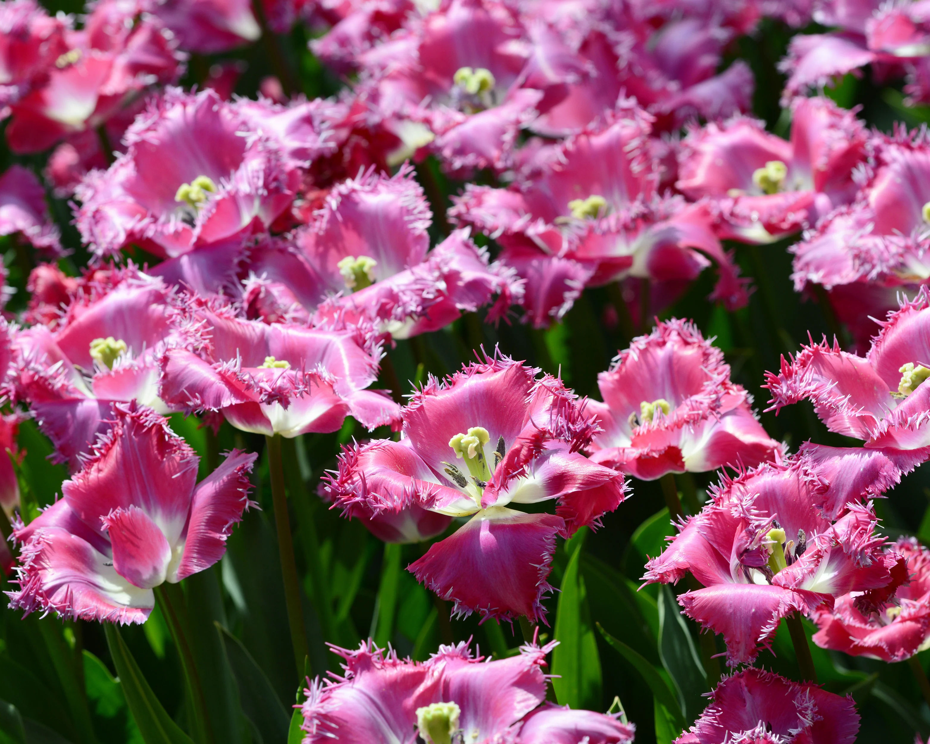 Tulip 'Katie Melua' - Image 6