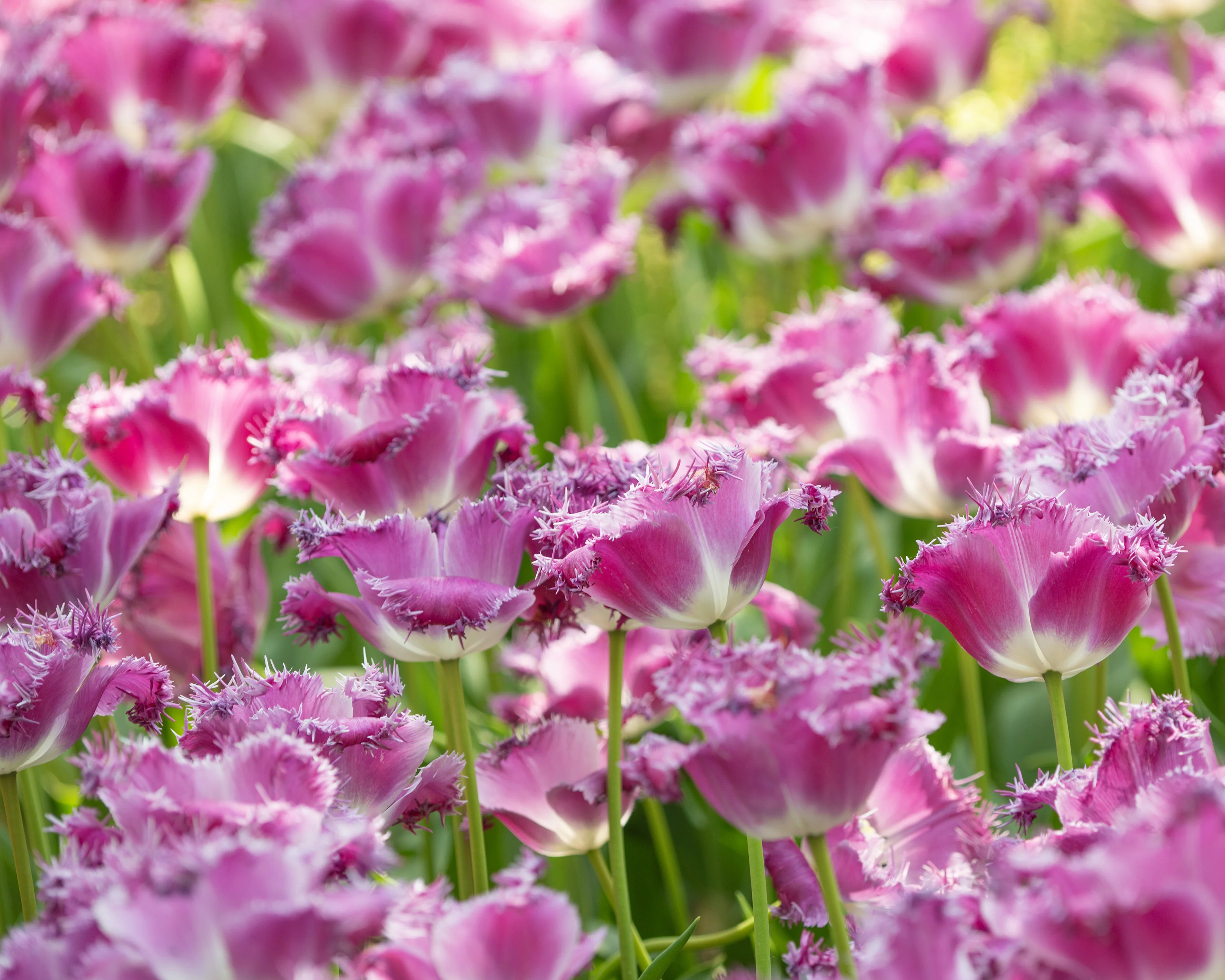 Tulip 'Katie Melua' - Image 9