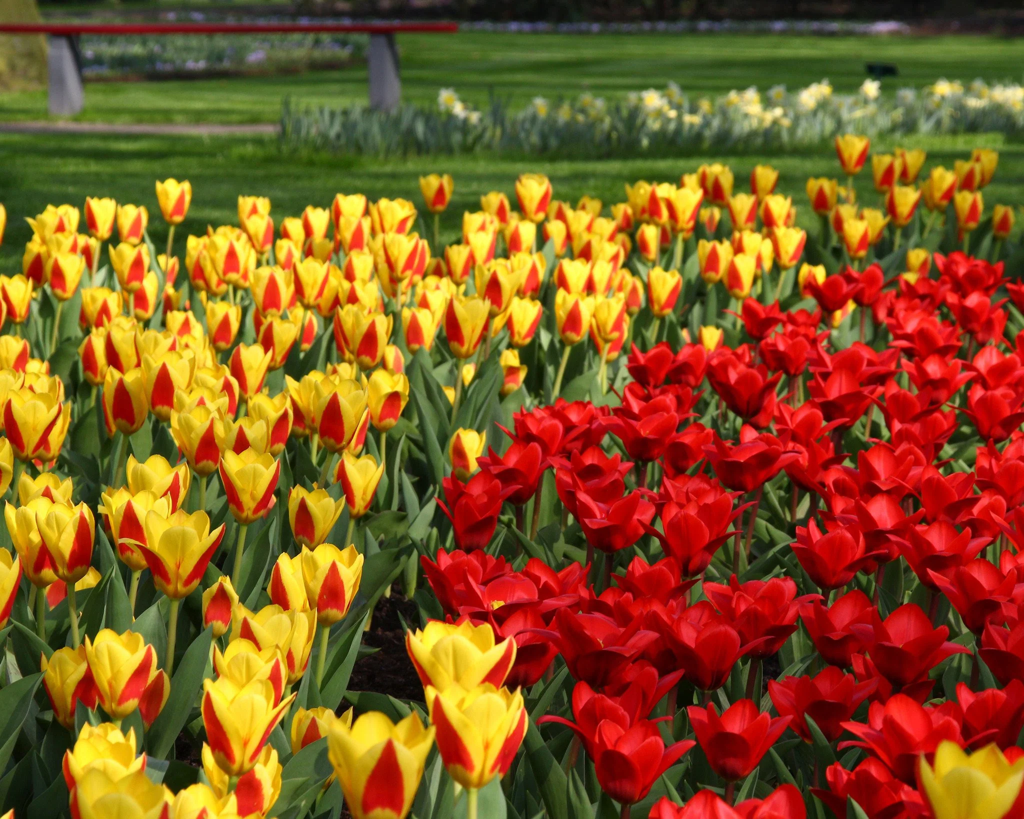 Tulip collection 'Ketchup & Mustard' - Image 2