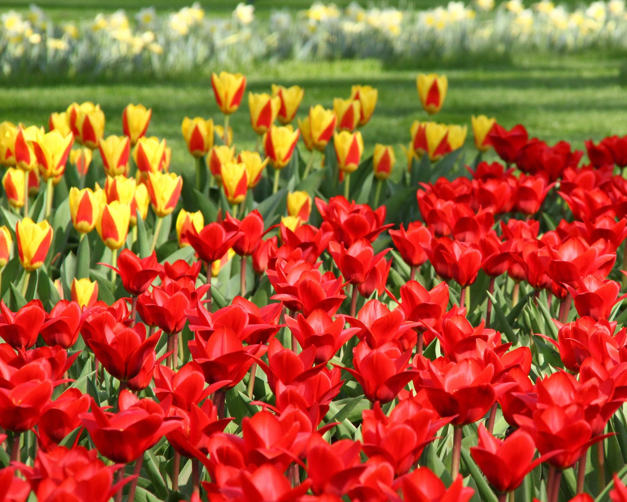 Tulip collection 'Ketchup & Mustard' - Image 3