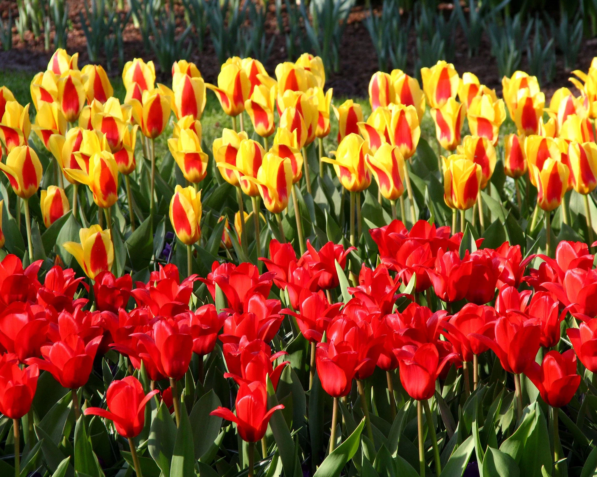 Tulip collection 'Ketchup & Mustard' - Image 6