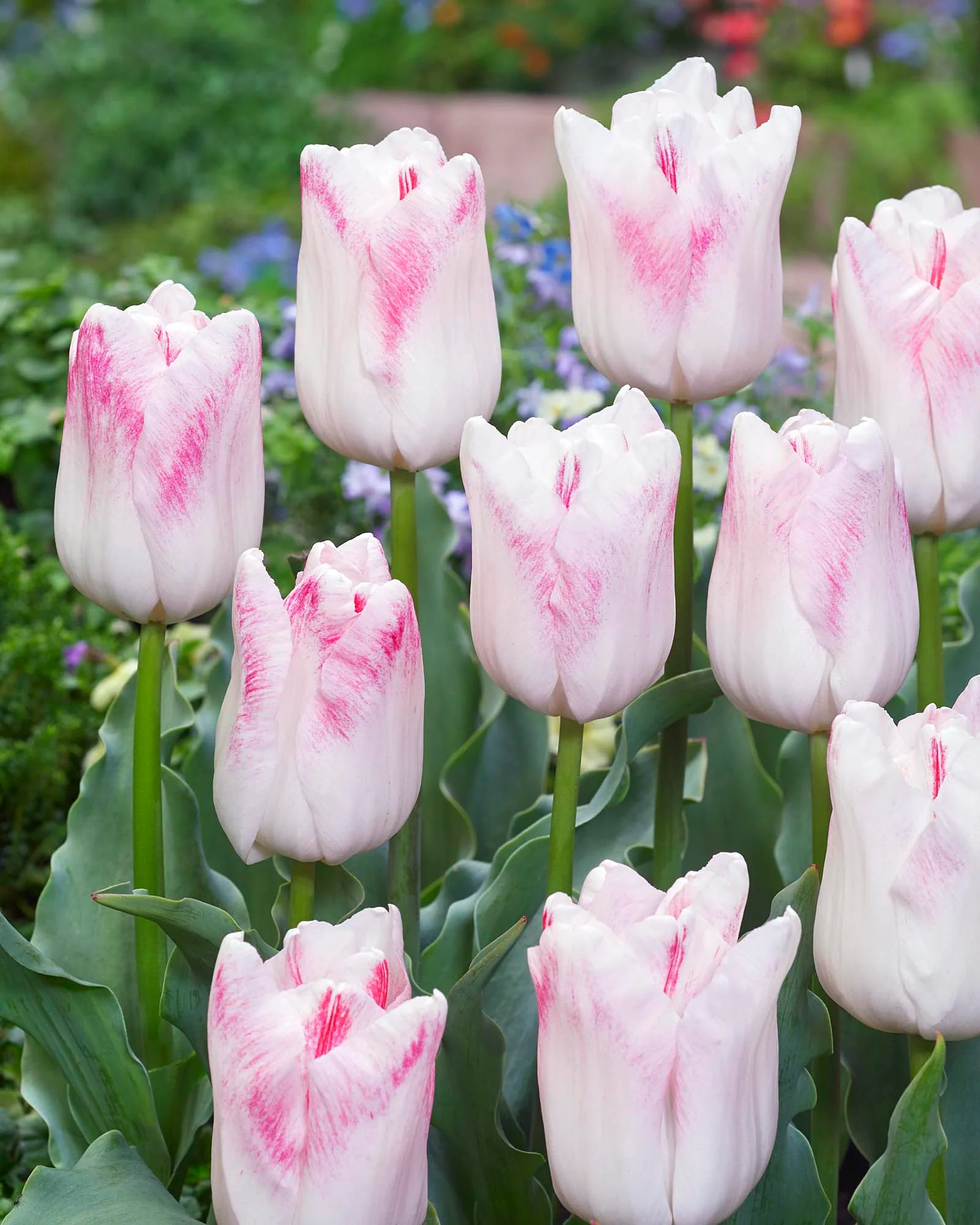 Tulip 'Kyoko Takahashi' - Image 2