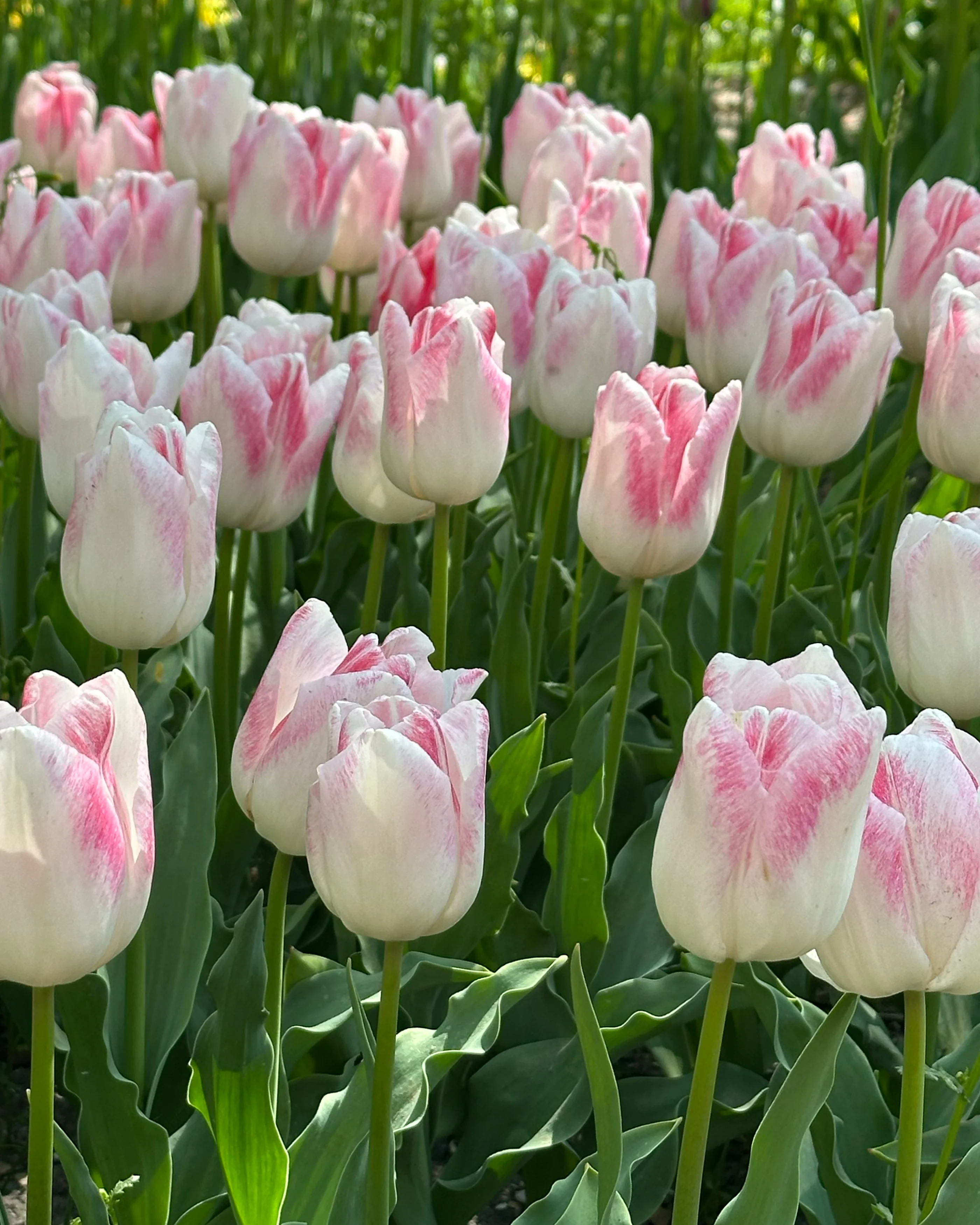 Tulip 'Kyoko Takahashi' - Image 3