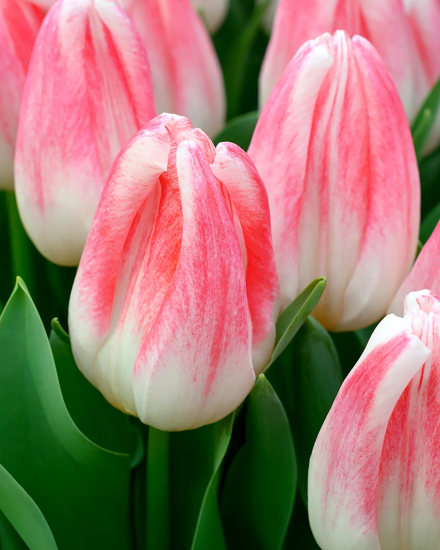 Tulip 'Kyoko Takahashi' - Image 5