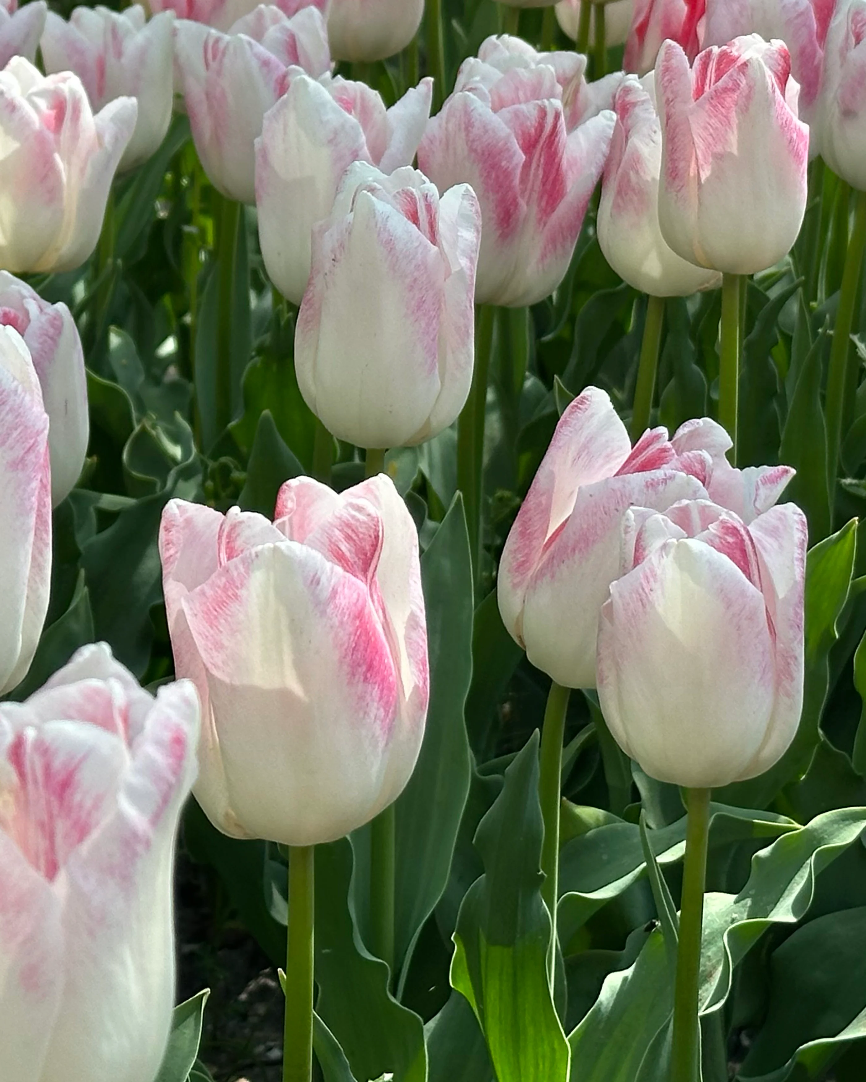Tulip 'Kyoko Takahashi' - Image 7