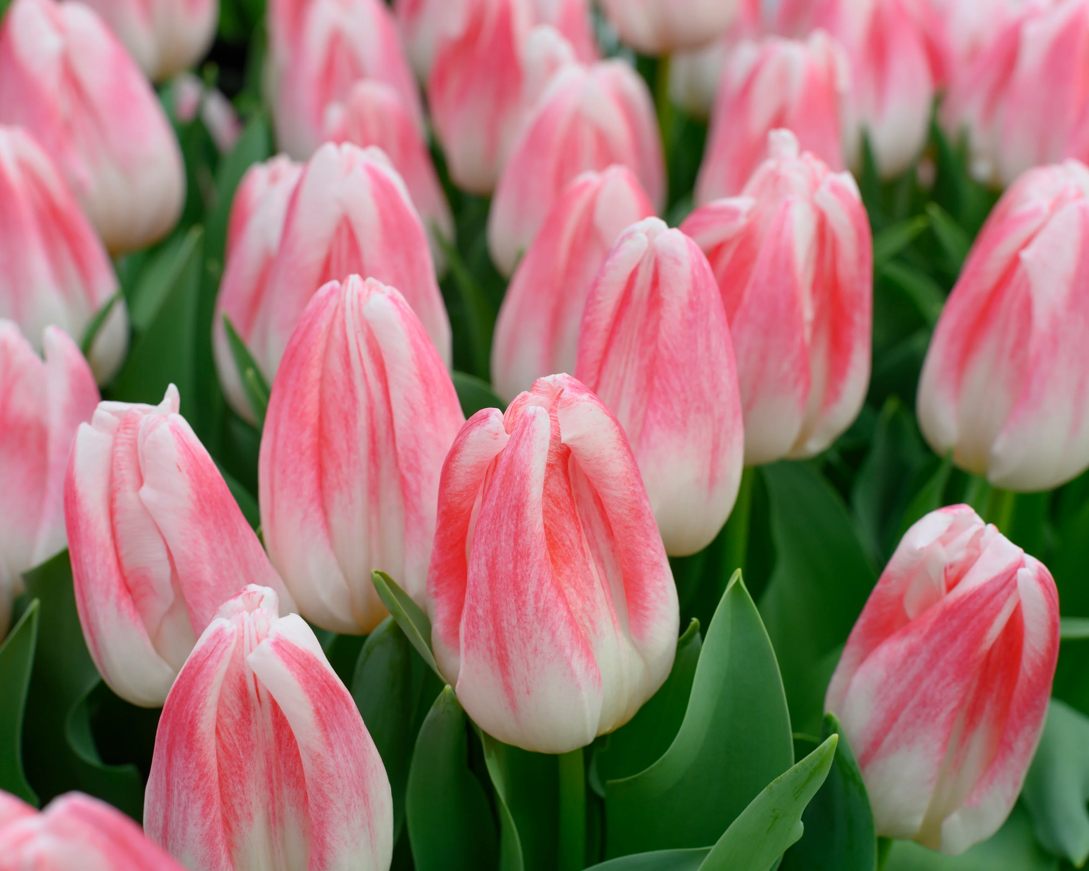 Tulip 'Kyoko Takahashi' - Image 8