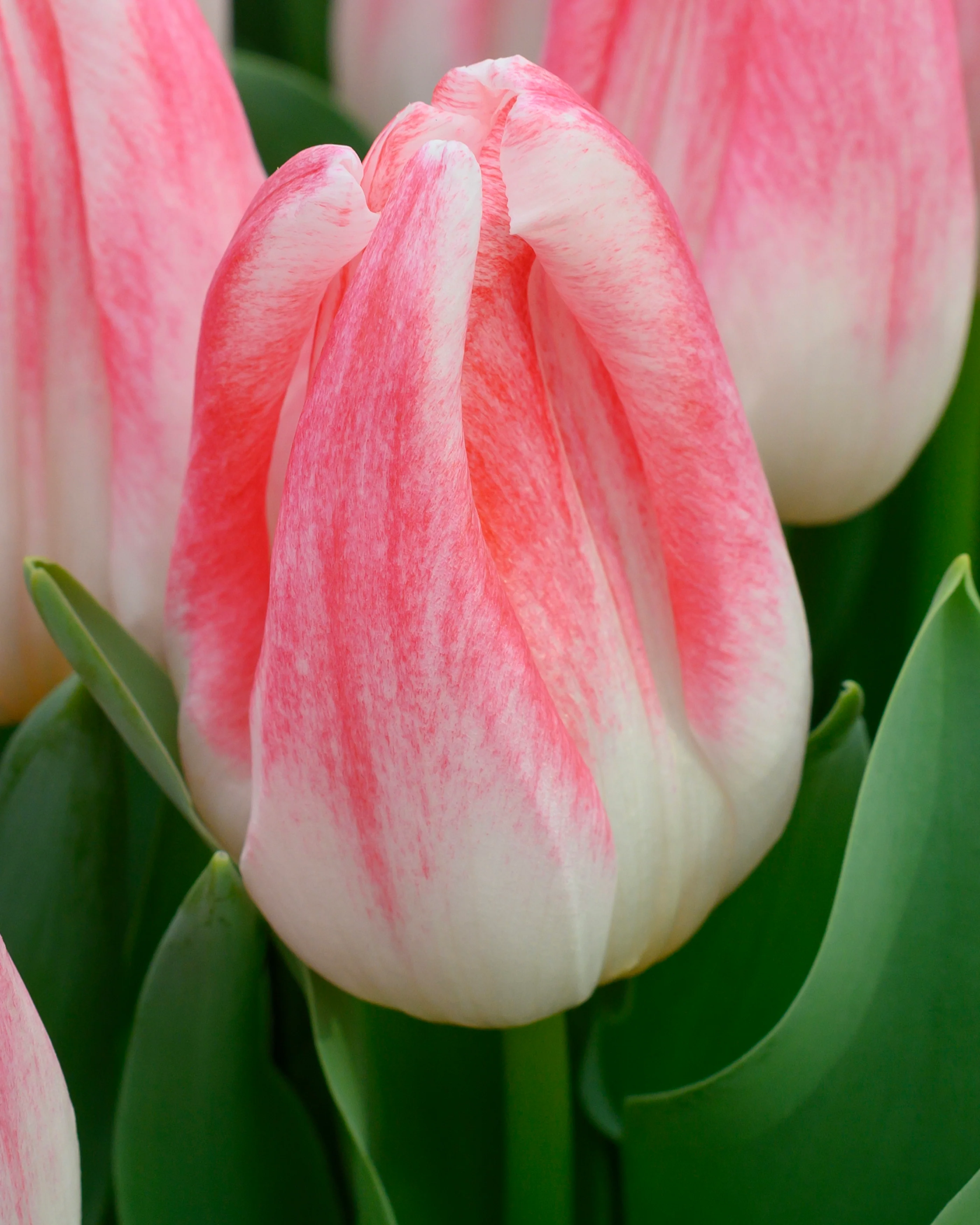 Tulip 'Kyoko Takahashi' - Image 9