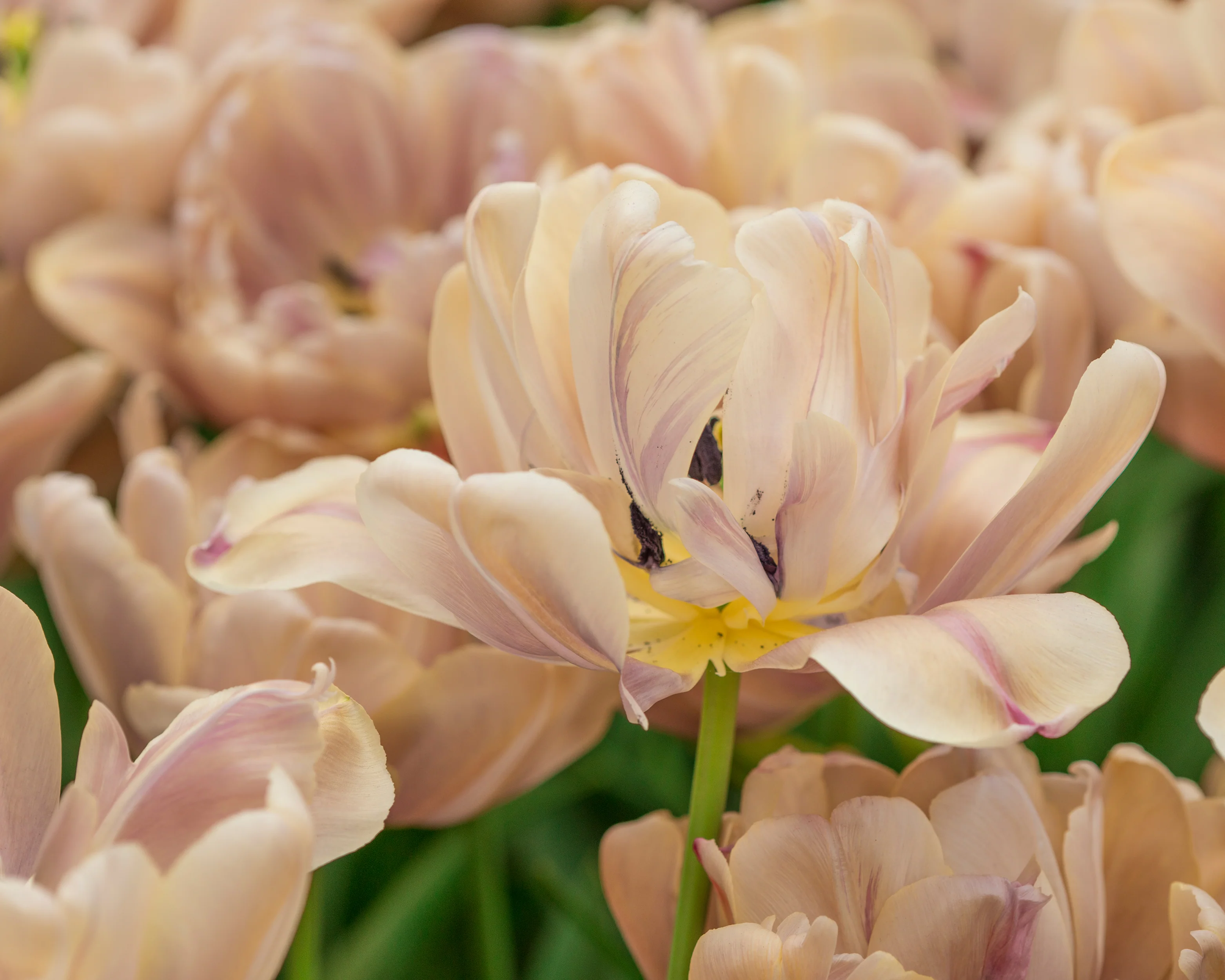 Tulip 'La Belle Époque' - Image 10