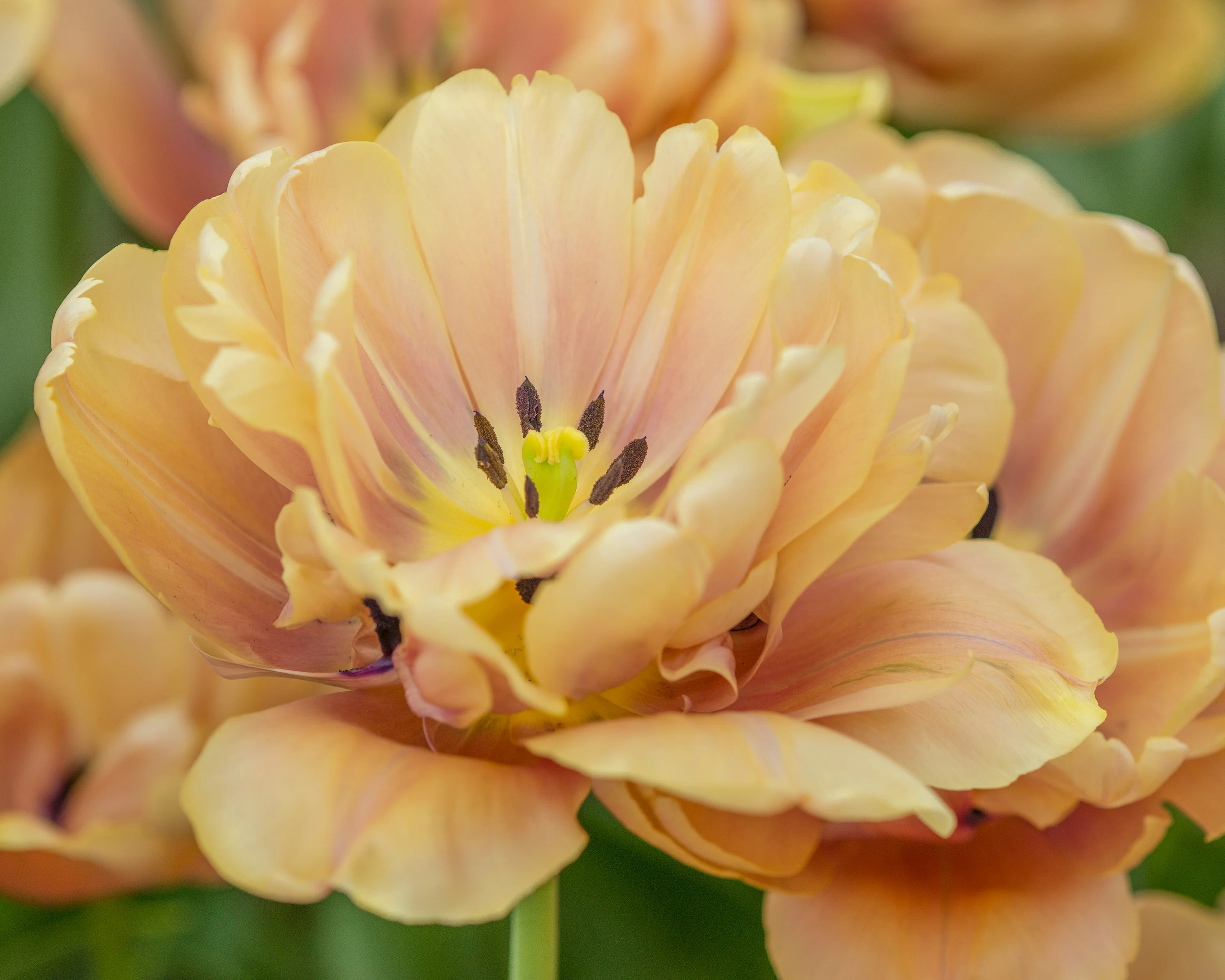 Tulip 'La Belle Époque' - Image 3
