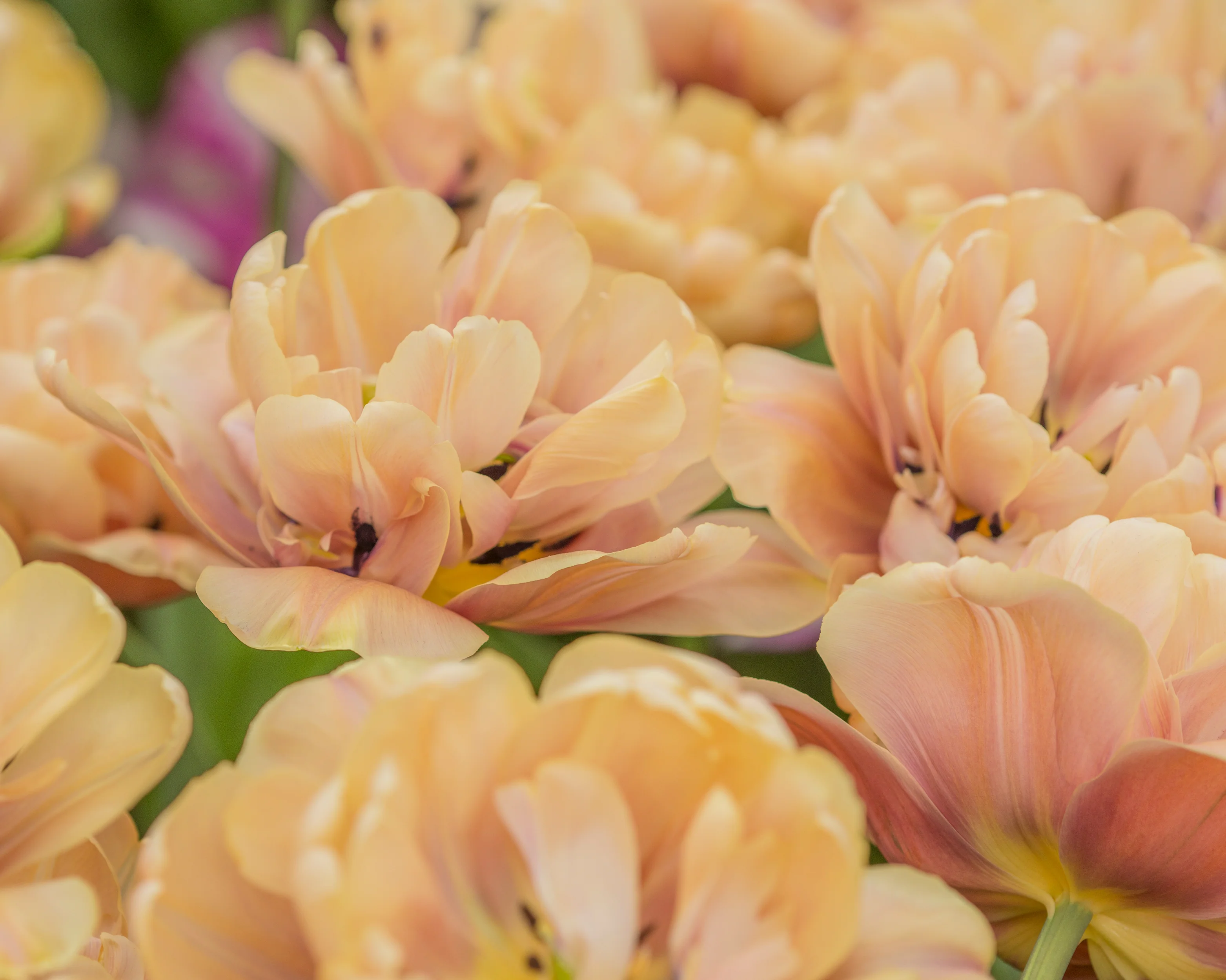 Tulip 'La Belle Époque' - Image 6