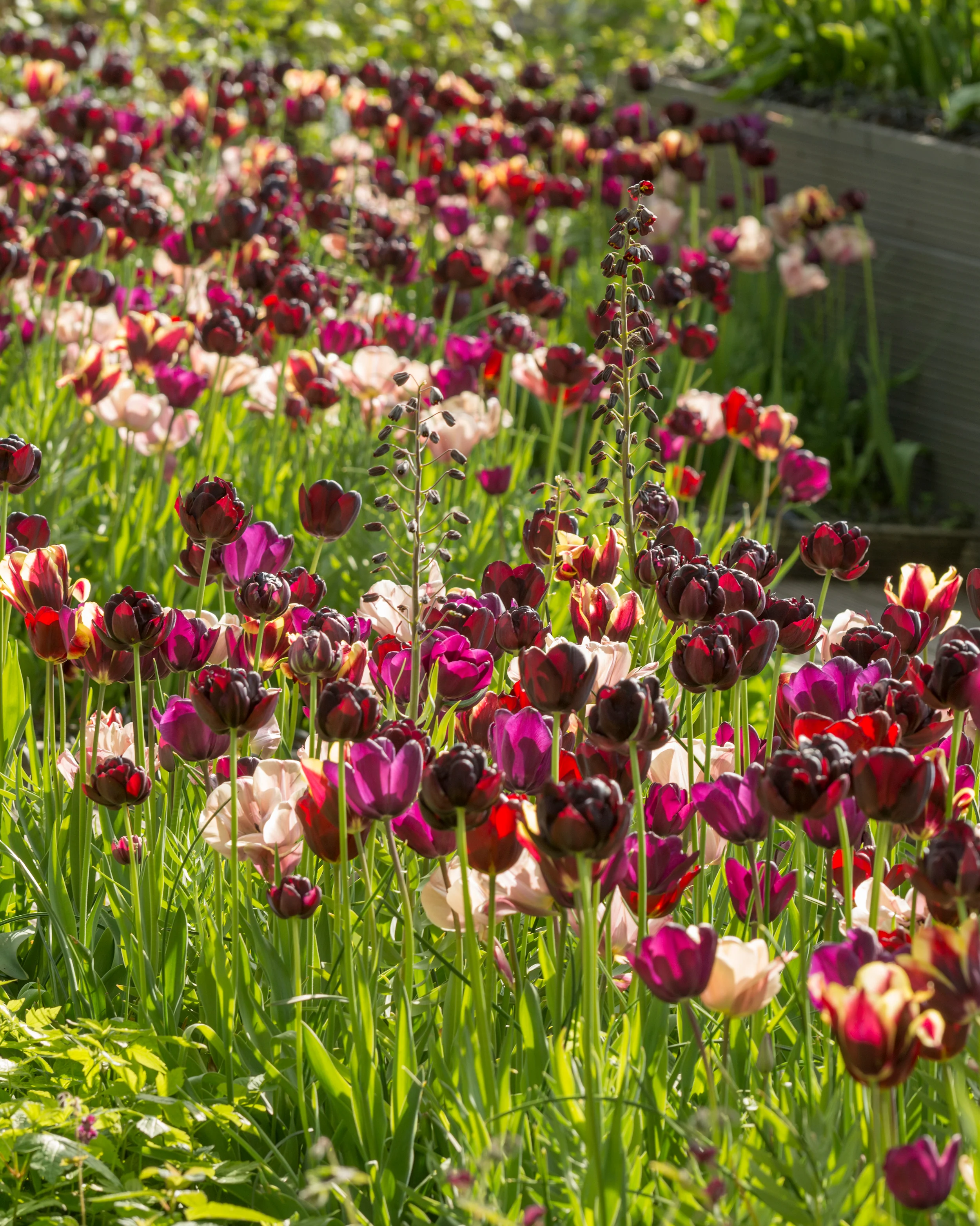 Tulip 'La Belle Époque' - Image 8
