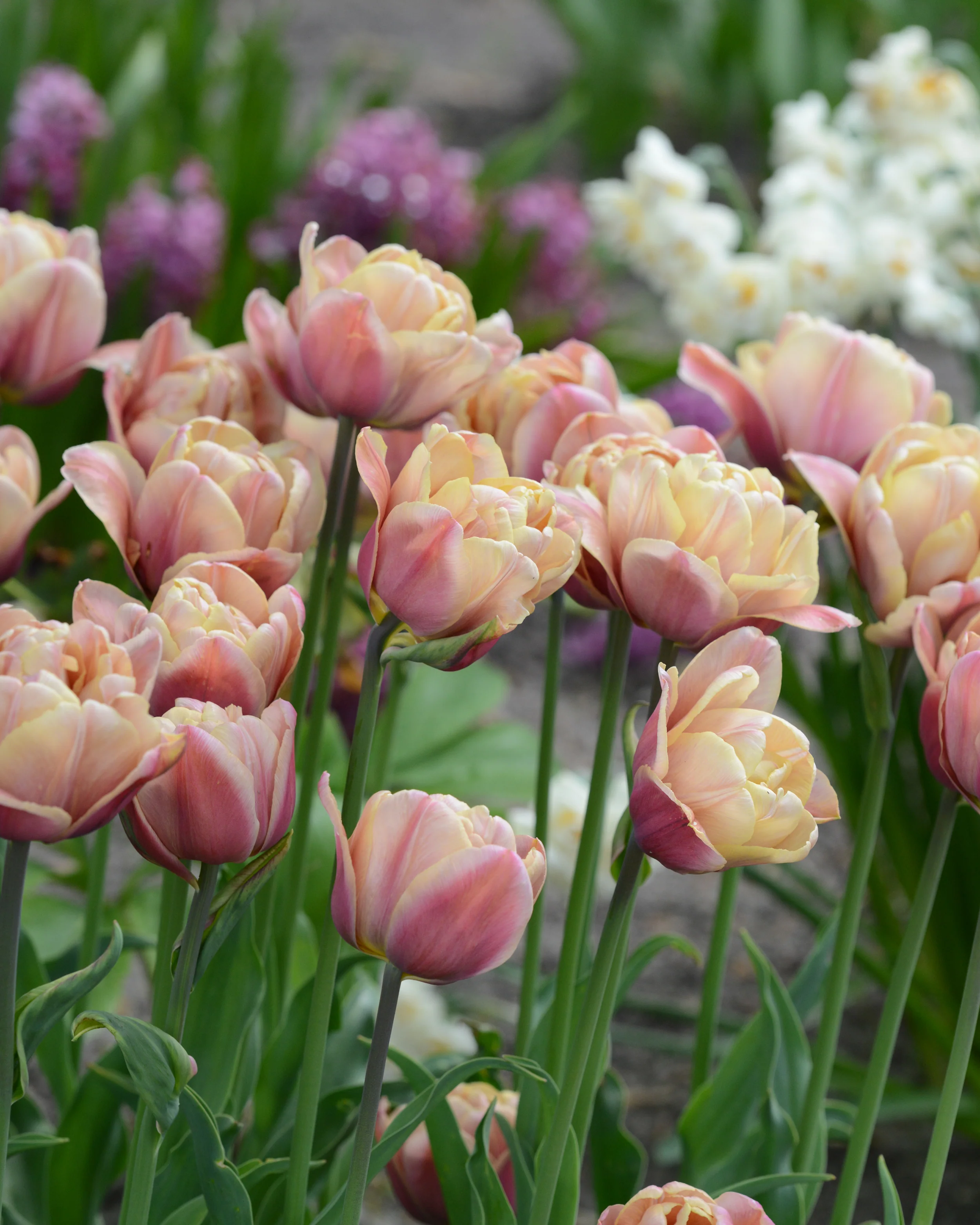 Tulip 'La Belle Époque' - Image 9
