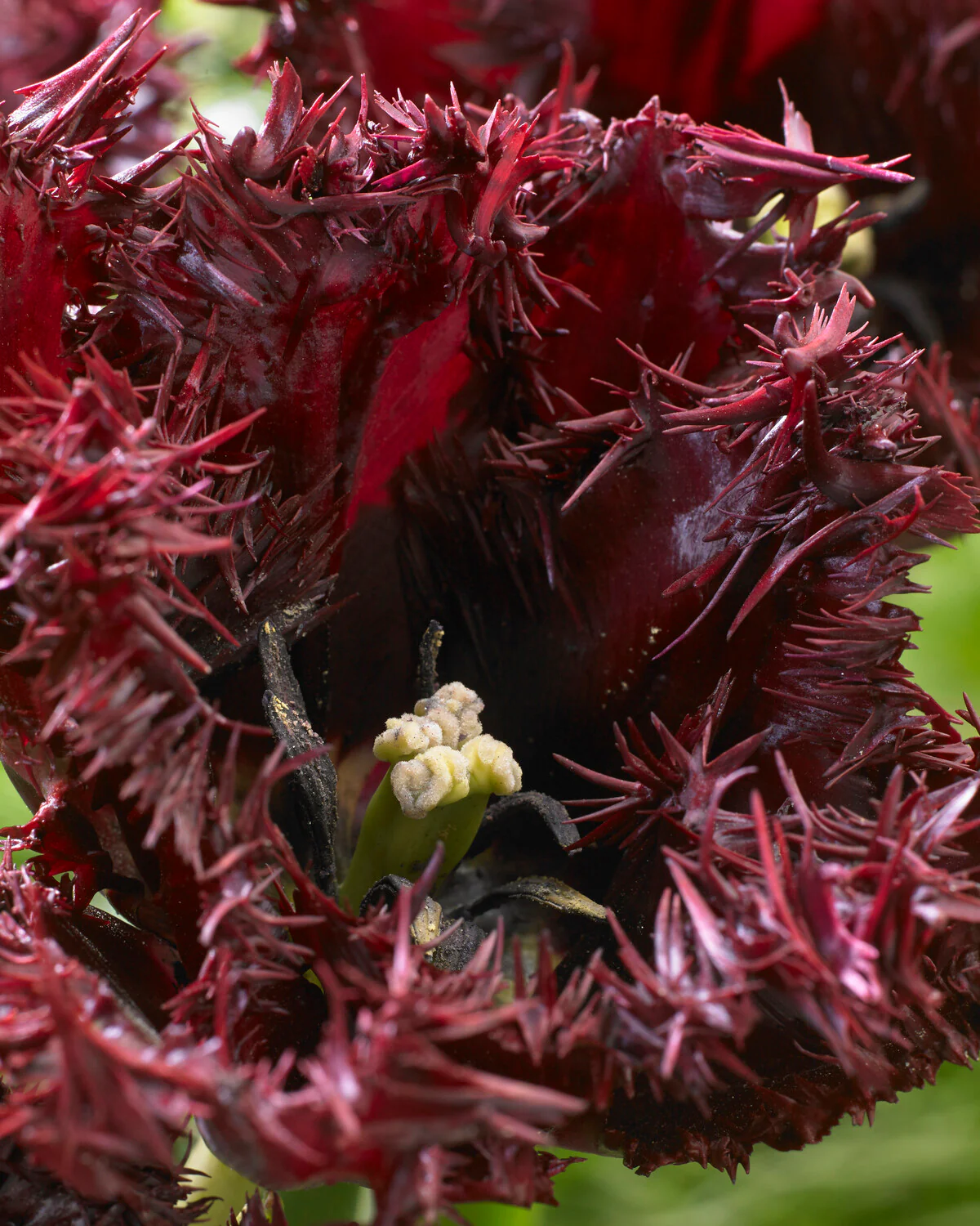 Tulip 'Labrador' - Image 4