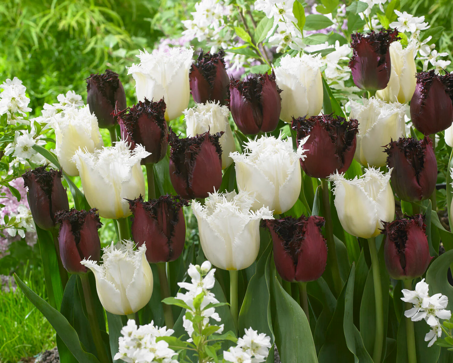 Tulip 'Labrador' - Image 9