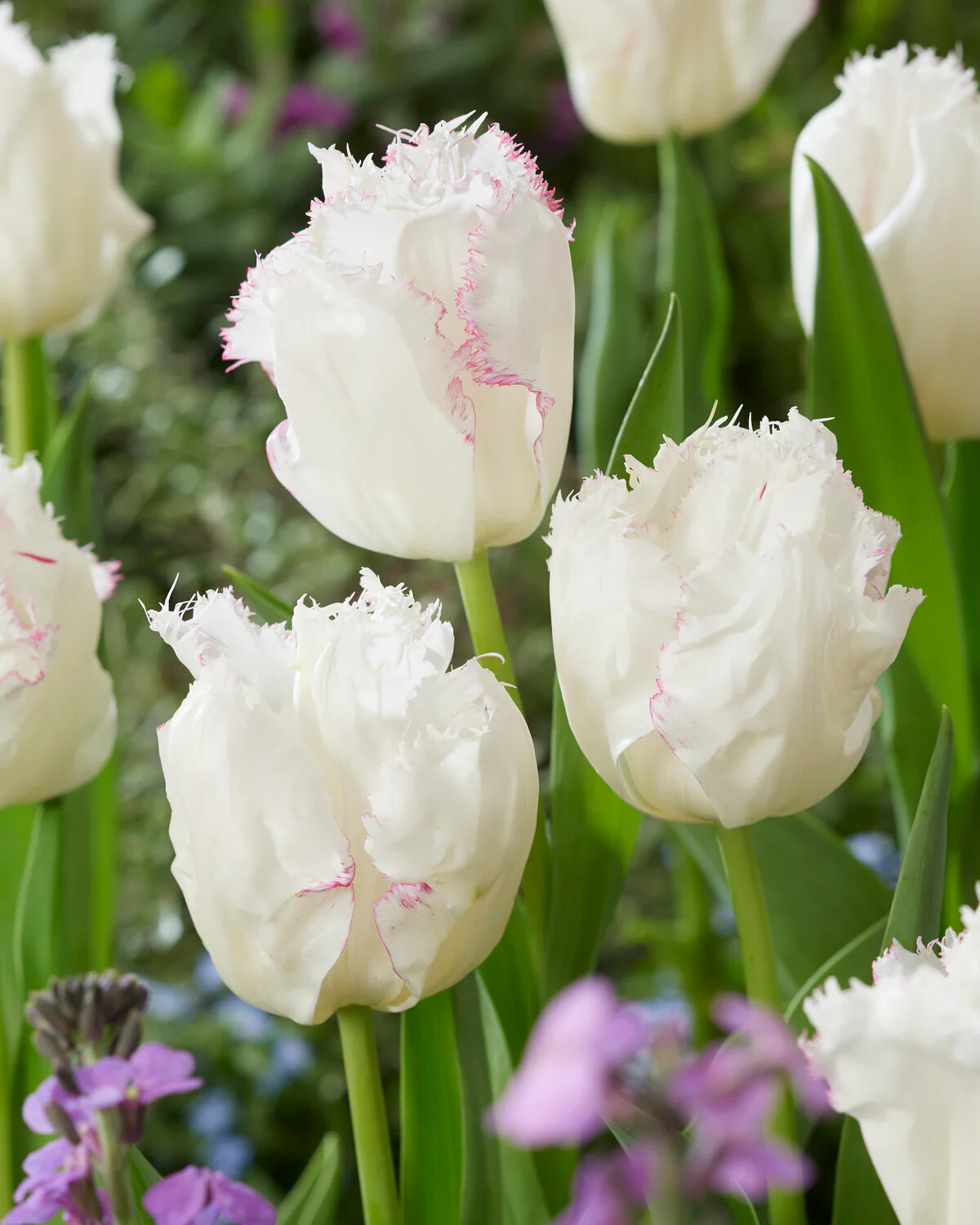 Tulip 'Lady Smile' - Image 3