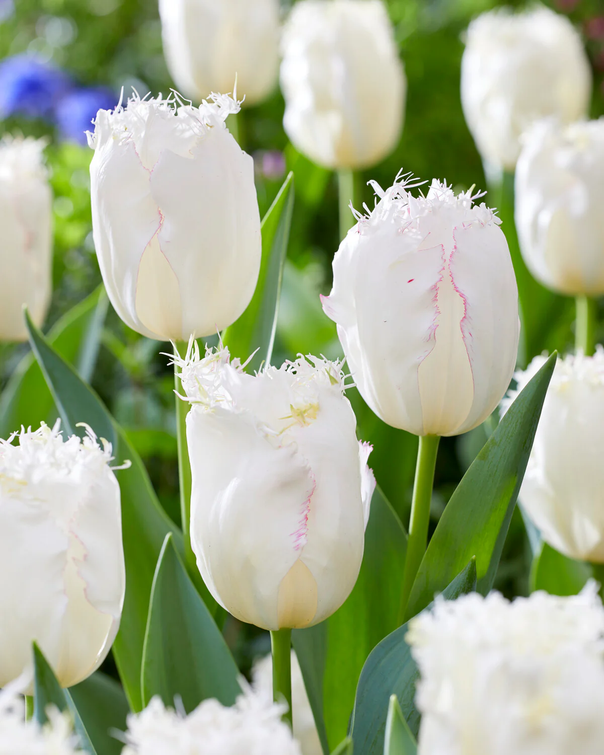 Tulip 'Lady Smile' - Image 7