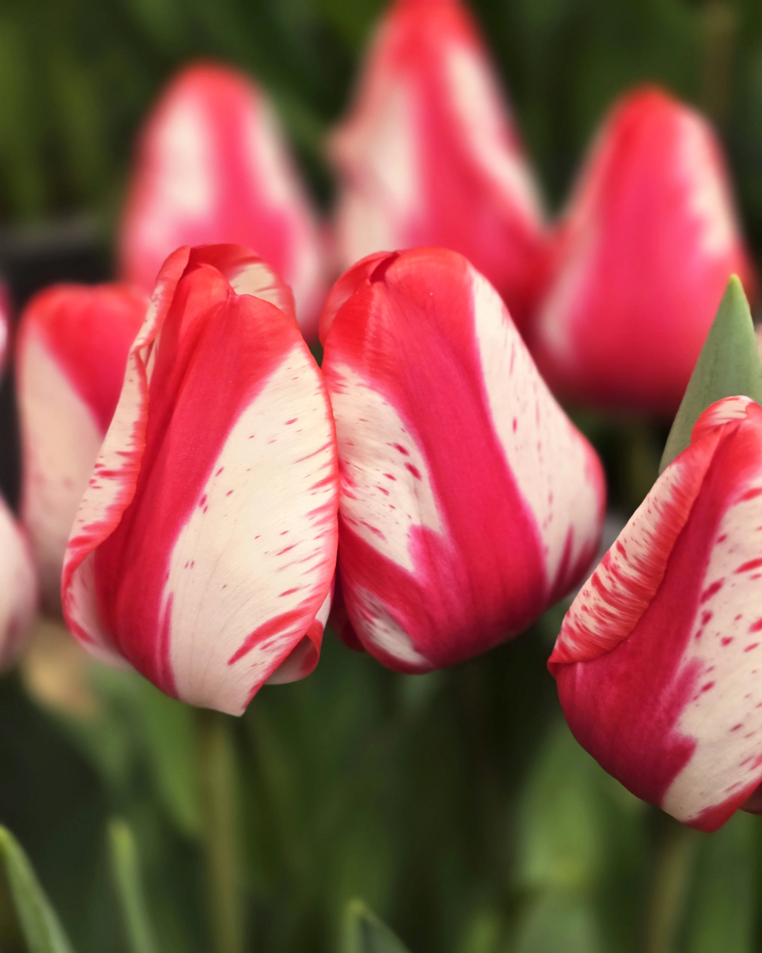 Tulip 'Lady Waldorf Astoria' - Image 2