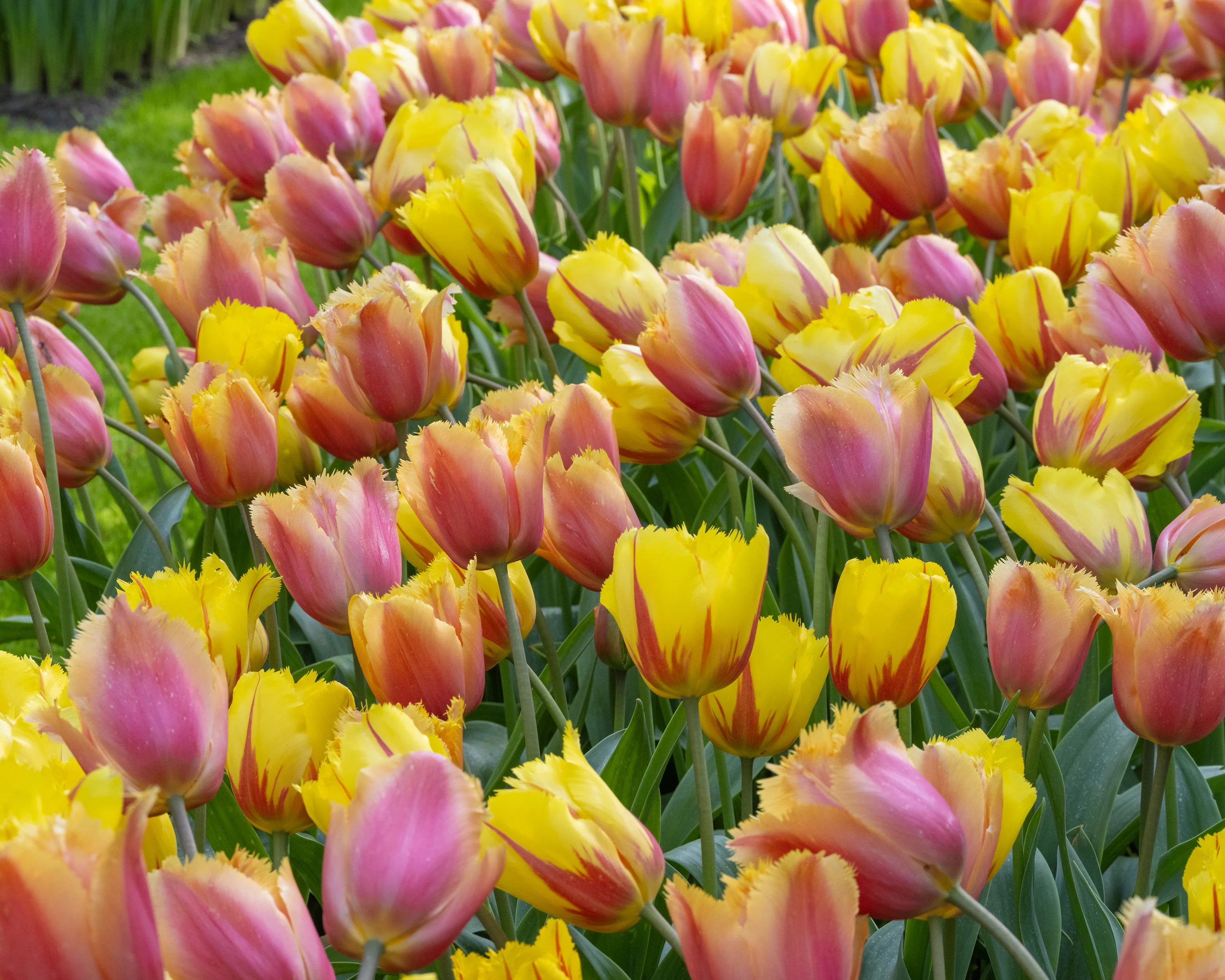 Tulip 'Lambada' - Image 11