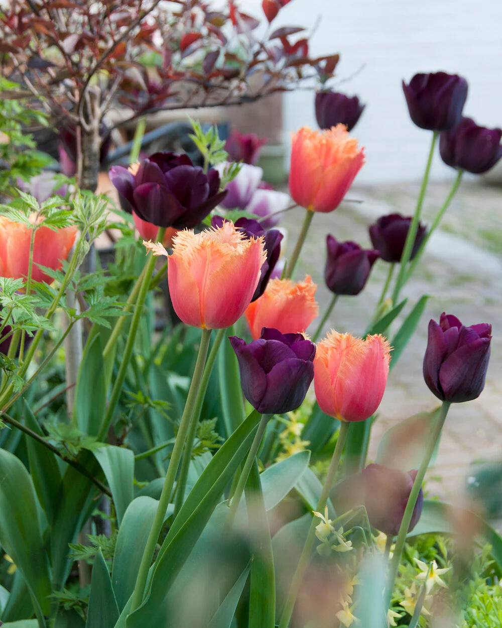Tulip 'Lambada' - Image 15