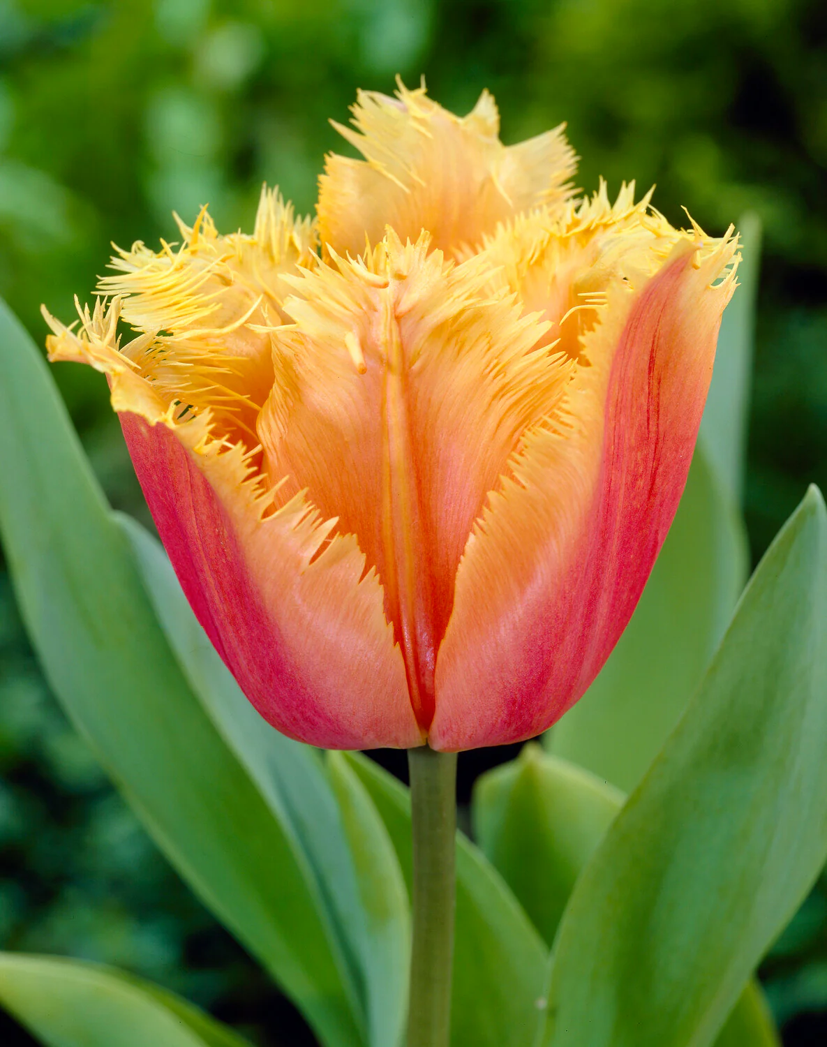 Tulip 'Lambada' - Image 16